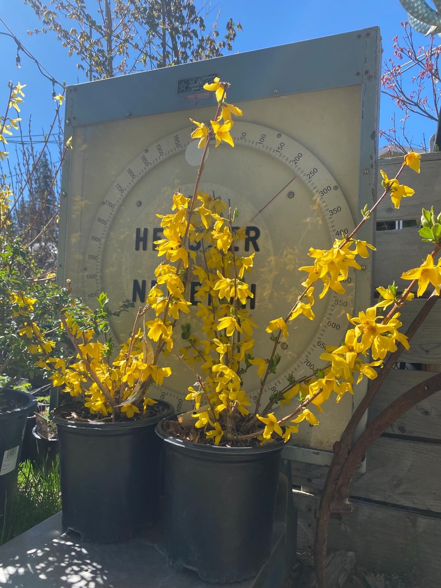 Happy Spring!!! We are here and colors are popping🤩 We have a selection of annuals and perennials available to kick off our season.
Open: Thursday-Monday // 9am-4pm
We look forward to seeing everybody again this season💕🌸🌼🌳