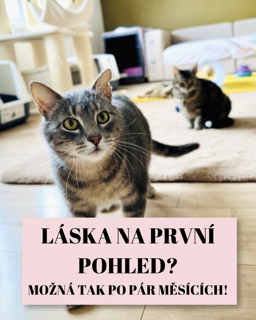 Máte doma nového kočičího parťáka a on se místo mazlení rozhodl, že bude do konce života okupovat prostor za pračkou? Žádnou paniku! Ve Šklíbě moc dobře víme, že kočičí důvěra se nebuduje dny, ale někdy i dlouhé měsíce. ✨🐈
Našimi „mistry v rozkoukávání“ jsou teď Zara a Mycroft. Každý je úplně jiný, ale oba spojuje jedna věc: trvalo jim sakra dlouho, než nás vzali na milost.
Zara je sice miloučká kočička, ale i tak si dávala pořádně na čas, než se rozhodla, že opustí bezpečí svého košíku na stěně. 🌸
A pak je tu Mycroft. No... řekněme, že Mycroft zas tak úplně miloučký kocourek není (aspoň ne hned a pro každého 😅), ale i tenhle drsňák se nakonec začal pomalu otevírat.
Jak na tyhle „nepopsané listy“? 📝🐾
Základní pravidlo zní: NETLAČIT. Jakmile začnete na kočku tlačit, vytvoříte si akorát odpor a celý proces vrátíte o tři kroky zpět. Kočky mají totiž radar na stres – když budete nervózní vy, budou nervózní i ony.
Osvědčený šklíbský recept na ledoborec:
❤️Pevné nervy: Obrňte se trpělivostí. Někdy je pokrokem i to, že kočka vyjde z úkrytu, když jste v místnosti. 🧘♀️
❤️Úplatky (hodně úplatků!): Pamlsky jsou univerzální klíč k srdci. Cesta k lásce vede přes žaludek, u koček to platí dvojnásob. 🥩✨
❤️Příjemný tón hlasu: Povídejte si s nimi. Klidně jim čtěte noviny nebo vyprávějte, co bylo v práci. Jde o to, aby si zvykly na váš hlas jako na bezpečnou kulisu. 🎶
❤️Žádný stres: Buďte v klidu, dýchejte a nečekejte zázraky do druhého dne.
Samozřejmě, někdy se stane, že plachá duše už zůstane plachá navždy. Je to sice menšina případů, ale i takové kočičky si zaslouží domov, kde je budou brát takové, jaké jsou. ❤️🏠
Měli jste doma taky takového „bubáka“, který se nakonec rozplynul v největšího mazla? Nebo u vás někdo stále hraje hru na schovávanou? Napište nám své příběhy do komentářů! 👇💬
Terka ze Šklíby🐾