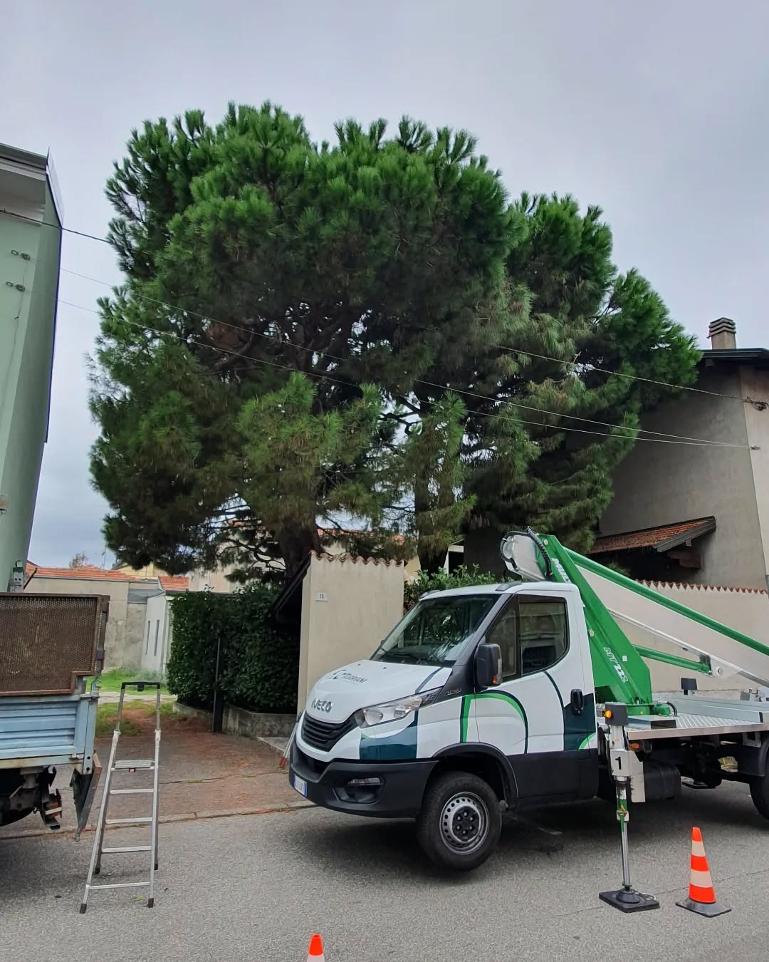 Potatura alberi ad alto fusto