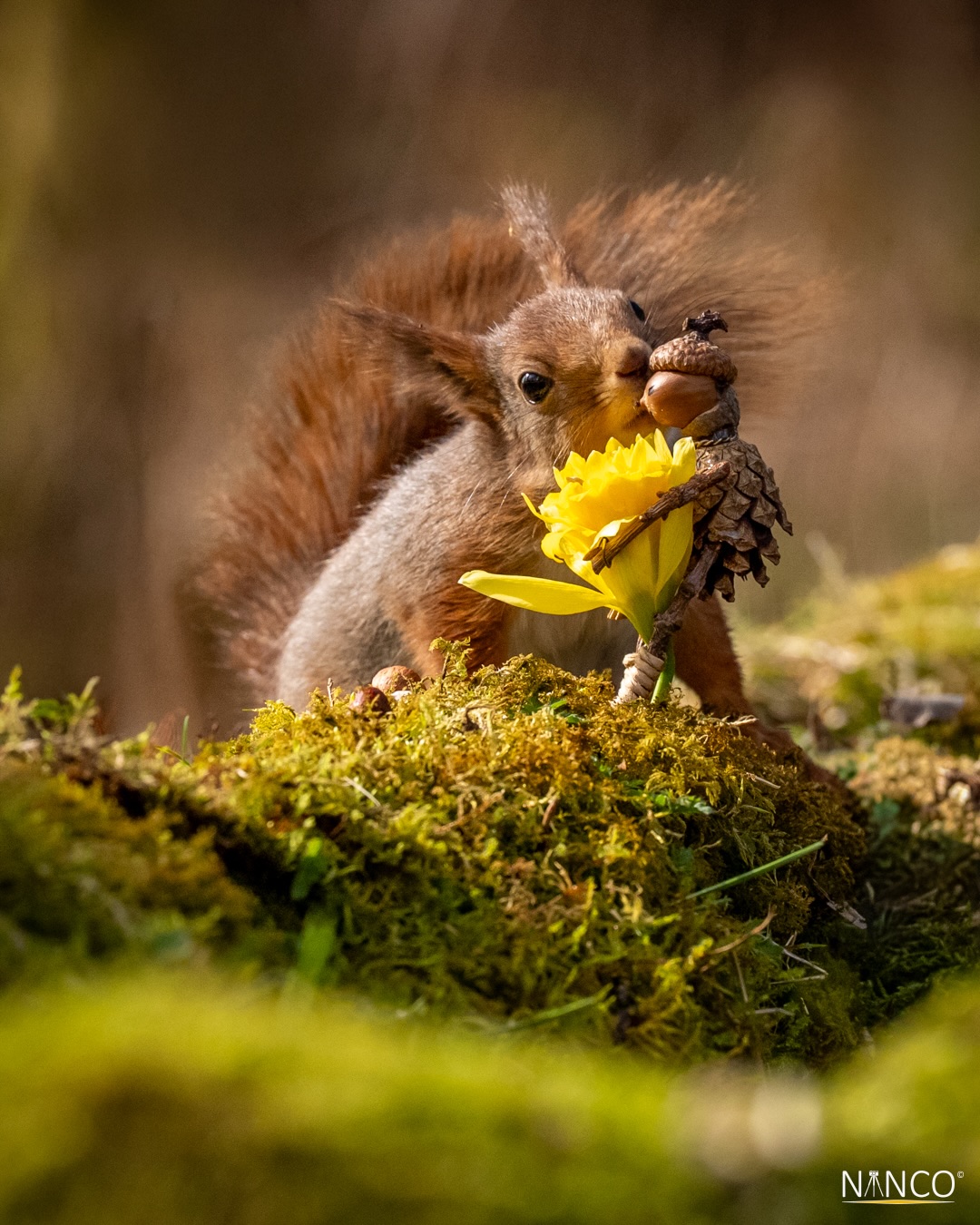 Today I returned to the forest which was my favorite place during the Covid lockdown.
I have for long been fascinated by, and found inspiration in @davidmbird and his amazing Becorn universe.
For those of you who suffer from sciurophobia, relax no one was hurt during the photoshoot.