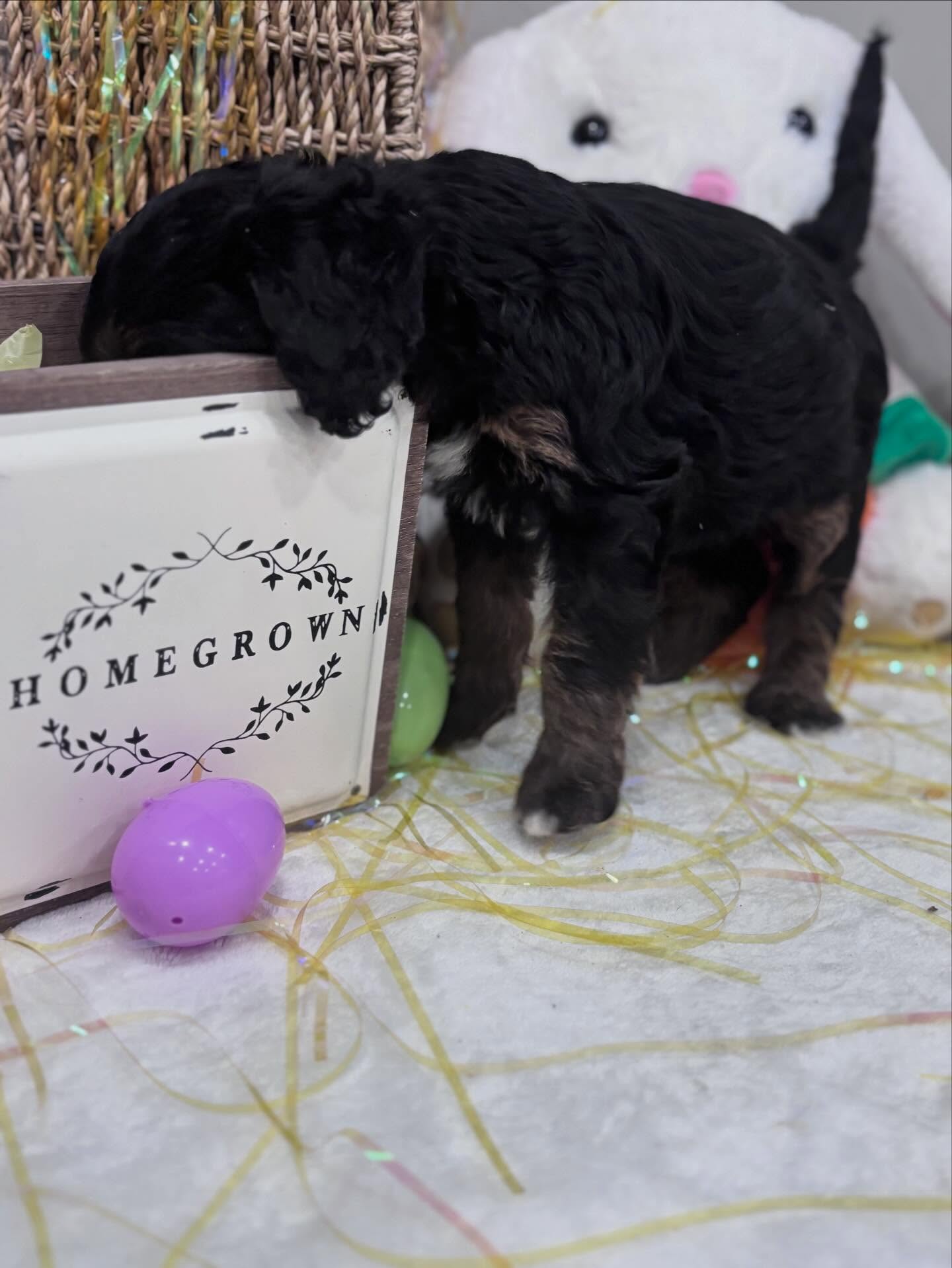 Daisy is looking for an Easter treat 🥰 #miniberneedodles #bernedoodlebreederofnorthflorida #puppies #doodlesofinsta