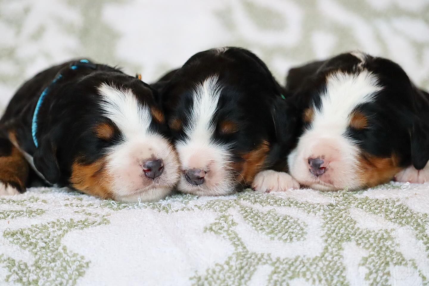 Zuma and Deans CHUNKY ULTRA Bernedoodle babies are stunning! We have four spots available on this litter to reserve, in total there are three girls and three boys #LKBernedoodles #Bernedoodle #ultrabernedoodle #ultrabernedoodles #bernedoodlepuppies
