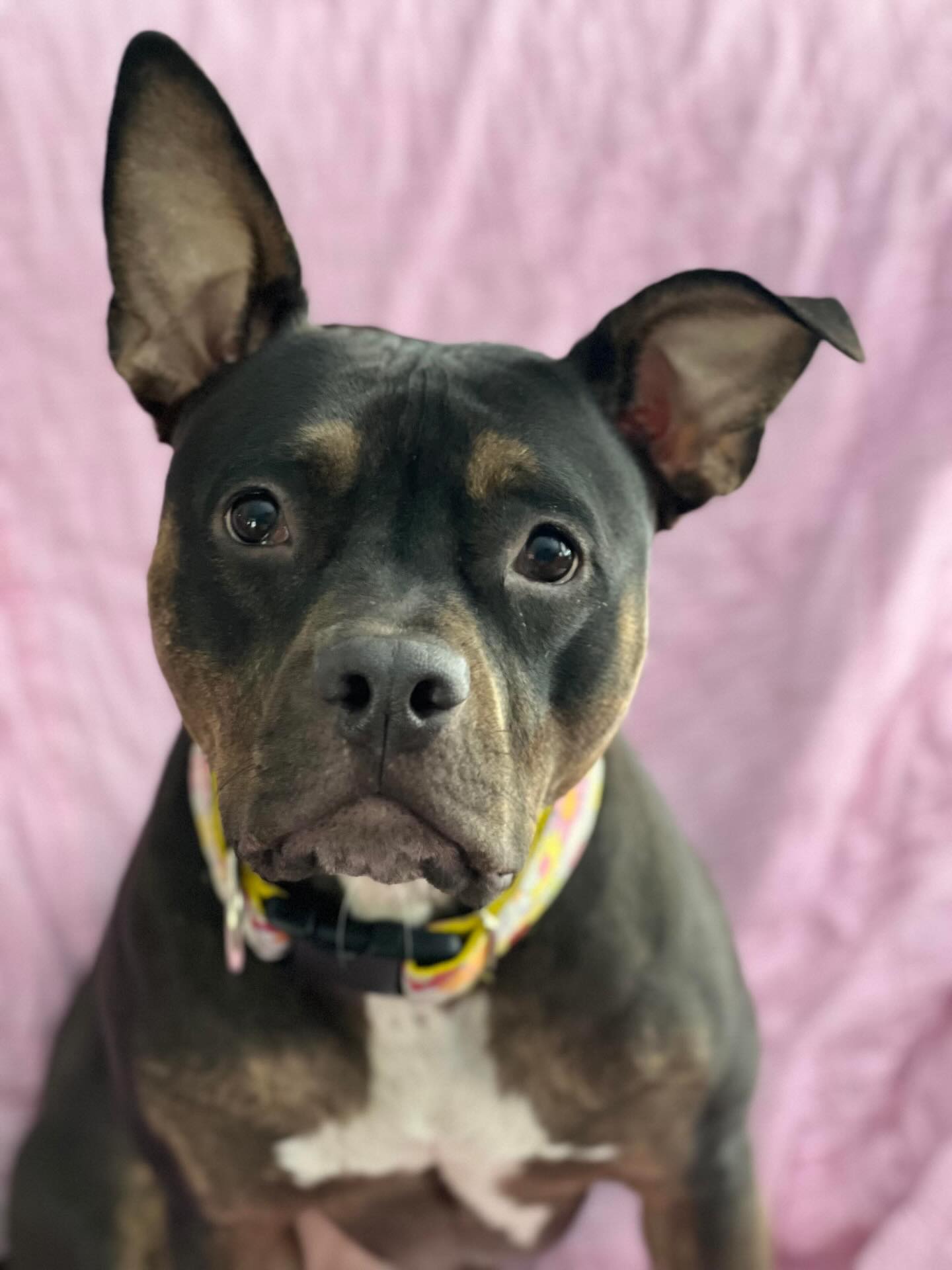 Two sisters. Two birthdays. Turning TWO… so we’re asking for $2. 🎂🐾
Maude and Matilda are officially two years old.
We wish they were celebrating in their forever homes… but we’re not there yet.
So today, we celebrate them 👯♀️
If you can, donate $2 to celebrate them and help us keep showing up for dogs like them 🩷🩷
https://www.madeapromiserescue.org/donate
https://www.venmo.com/u/madeapromiserescue