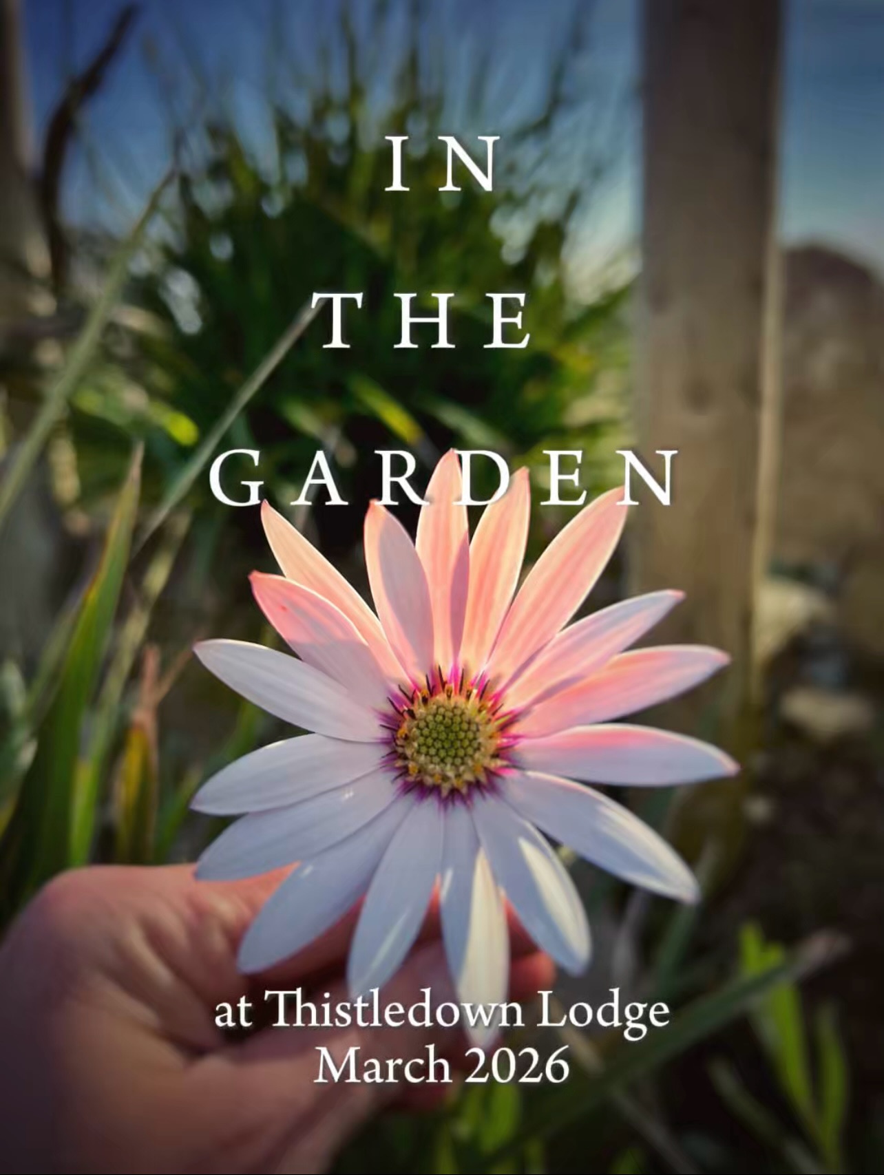 Spring is almost here and we’ve been spotting little hints of it around the garden … let’s see what’s blossoming in March 🌸
•
1. Mossy Saxifrage
2. Osteospermum “Lady Leitrim”
3. Sedum Praealtum “Mexican Bush”
4. Hebe Shrub
5. Mossy Saxifrage
6. Rock Rose
•
#thistledownlodge
#hookpeninsula
#garden
#flowersofinstagram
#coastalgarden