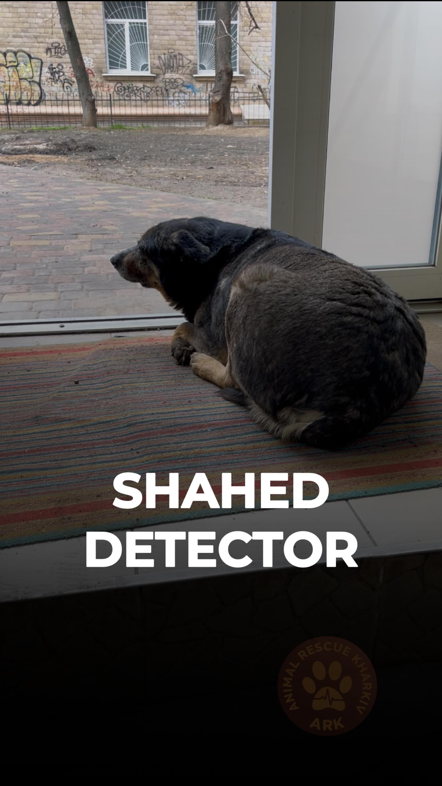 Дві доби поспіль Харків потерпає від атаки реактивних шахедів ворога (⬇️ENG)
І місцевий песик Маріо допомагає нам залишатися в безпеці. На початку повітряної тривоги він завжди заходить до нас і ховається на вході клініки та не виходить аж до самого відбою.
А ми орієнтуємося на нього :)
І ось так у нас проходять ці дні :)
Наш збитий машиною «байкер» Кріс на прогулянці поміж повітряних тривог. Щасливий Джек, якого вже майже загоїлися рани на трьох лапках.
Збитий машиною Петька з черепно-мозковою травмою потихеньку пробує ходити.
Дуже ніжний поранений котик Мурзик, якому потрібна тільки ваша рука, а далі - він сам себе погладить.
А у хворого котика без лапки Пірата від військових вчора були справжні спа-процедури !!!
Саме так, попри все, Життя перемагає війну!
Дякуємо @petadeutschland за допомогу в порятунку тварин війни!
Зробити донат можна за посиланням у біо чи в коментарях 👉
For two days in a row, Kharkiv has been suffering from attacks by enemy jet-powered Shahed drones.
And a local dog named Mario is helping us stay safe. At the very start of every air raid alert, he always comes inside and hides at the entrance of the clinic — and doesn’t leave until the all-clear.
So we take our cue from him :)
And this is how our days are going right now :)
Our “biker” Chris, who was hit by a car, going for a walk between air raid sirens. Happy Jack, whose wounds on three paws are almost healed.
Petka, also hit by a car, is slowly trying to walk again aft