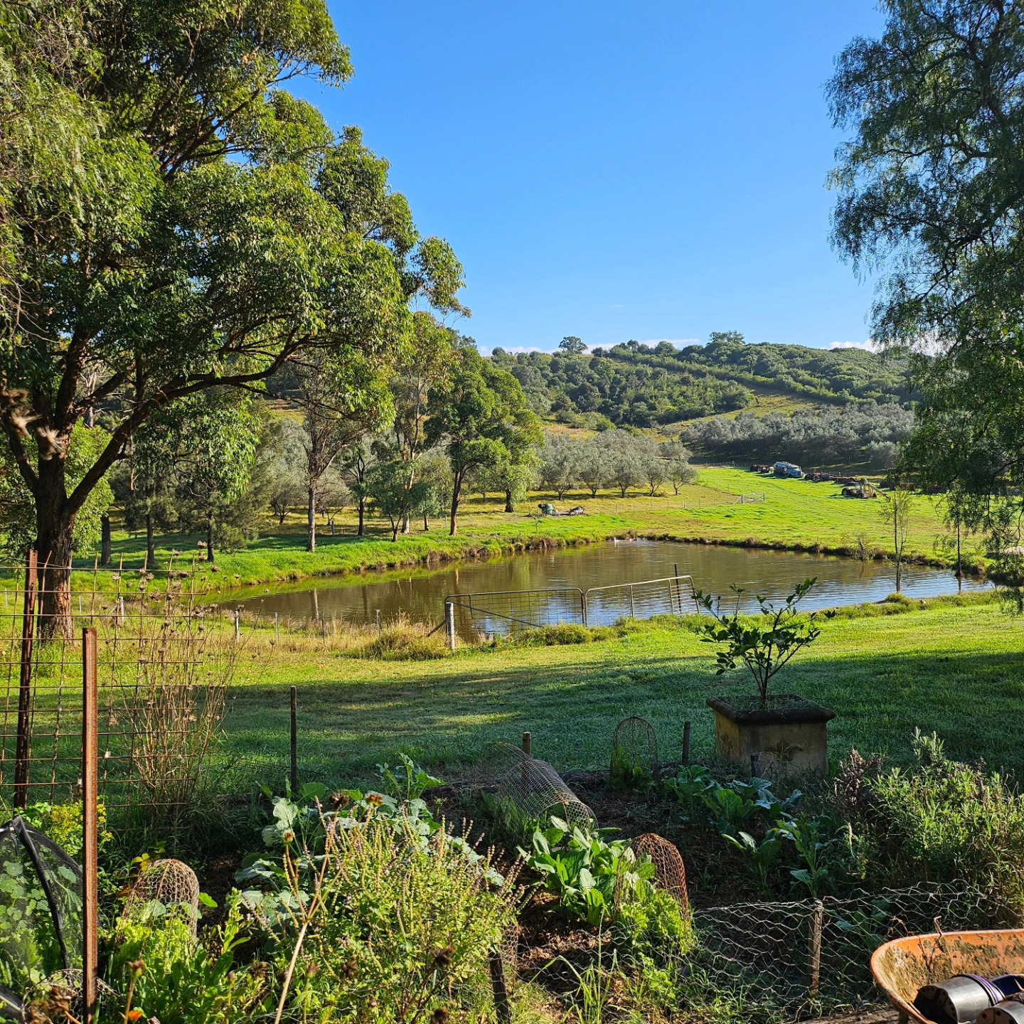 The garden is growing, the sun is shining, and the birds are singing. Oh, what a beautiful morning 🥰
.
.
.
#oliveorchard #olivetreez #landscapes #landscapelovers #camdenlocalproduce #organic #farmtotable #olivefarm
#gardening #gardeninglover #gardeninginaustralia
#gardeningobsession #farmliving #farmlife #farming
#mindfulliving #simplepleasures #cottagegarbyden #camdennsw #farmgirl #farmtotable #gorgeousfarm #beautifulfarmhouse #veggiegarden #vegetablegarden #farmtotable #kitchengarden #macarthurmums #homegrownvegetables #lookwhatigrew #homegrownfood