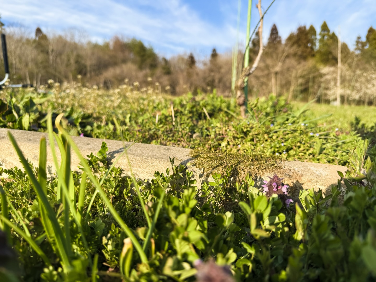 垣根棚の基礎ができた。
解体してきたぶどう畑のコンクリ柱といただいてきたコンクリ柱、苔が生えてて、なんて愛おしい。
アンカー打つ場所間違えるし、畑灌パイプは噴水になるし、いっぱい怪我して寝れなくなるし、ワイヤー張りすぎてコンクリ柱何本も折って、
でも、できた。なんて愛おしい。
好きだ。いい。
何十年もつだろう。
雲は
いつ生まれるかわからない。
ずっとあり続けることはない。
風は
いつ吹くかわからない。
ずっと吹き続けることはない。
もともとそんなもの。
そんなことを、この日々をいつか思い出して、抱きしめて生きてこれたと想えるように。
【莉蕾|ReLive vine】
岡山県高梁市でぶどう農家をしている @itsuki_ll が、ワインの風景を歩んでいく日々を記録。現在樹齢と研修三年目。蕾から美しい花実が生まれるように、いつの日か、この日々が、ワインやその先の風景に繋がっていくようにという祈りを込めて「莉蕾(りらい)」と名付けた。
ReLive vine with @itsuki_ll documents the daily life of a grape farmer in Takahashi City, Okayama, Japan, as they walk alongside wine. Currently in the 3rd year of both vine age and training, the hope is to one day create grapes and wines that evoke the memory of the landscape. With a prayer that this will eventually lead to an unrecognizable landscape, the endeavor was named "ReLive vine".
#ワイン #農家 #醸造 #ぶどう #農業 自然 秋田犬 甲斐犬 岡山 日本の風景 Wine Winemaking Grapes Farming Nature Akita KaiKen JapaneseLandscape Vin Vinification Raisin Agriculture ChienAkita ChienKai