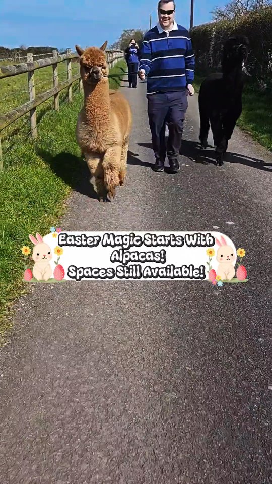 Looking for an Egg-straordinary adventure? 🦙🥚
Forget the Easter Bunny! This year, our alpacas are taking over! Join us in the heart of the Wiltshire countryside for an Easter Egg Hunt like no other. Wander through the fields, meet our fuzzy friends, and see if you can spot the hidden treasures.
It’s the perfect day out for little explorers.
🗓️ Finishes 12th April!
🎟️ Link in bio to book!
#WiltshireEvents #AlpacaExperience #EasterInWiltshire #DaysOutWithKids #VisitWiltshire
