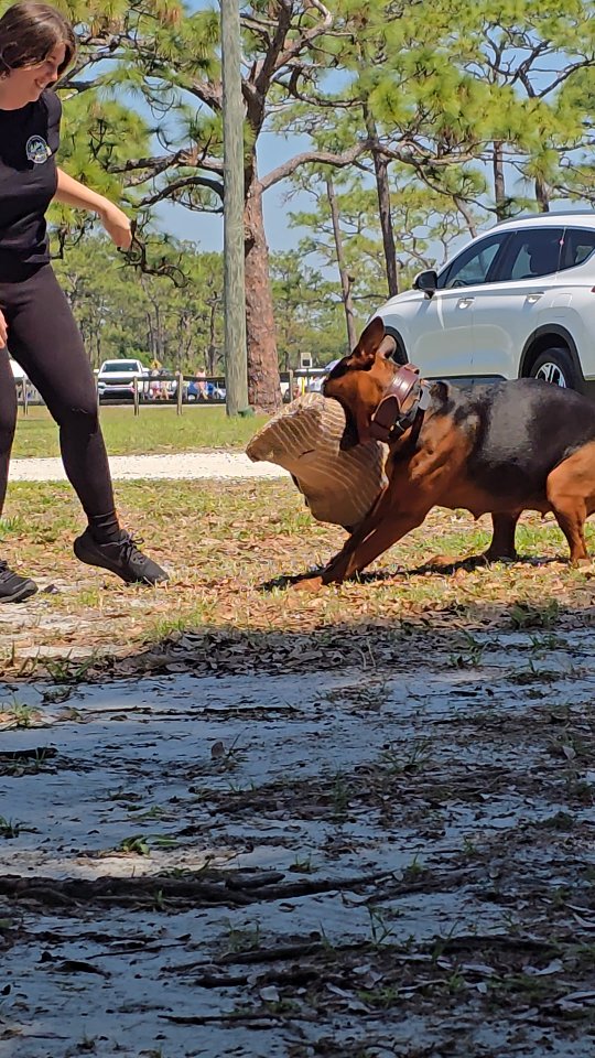 Puppies arriving in just two weeks! Get ready for a true embodiment of the Laizhou Hong: loyal, protective, affectionate, and versatile. This is the world’s only Laizhou Hong with an IGP2 title and an outstanding 92-point "pronounced" rating in IGP3 protection. Whether excelling in protection sports, multi-discipline competitions, service work, or therapy, this girl defines excellence.
Thank you @echo.the.shepherd for giving my girl one last bite!