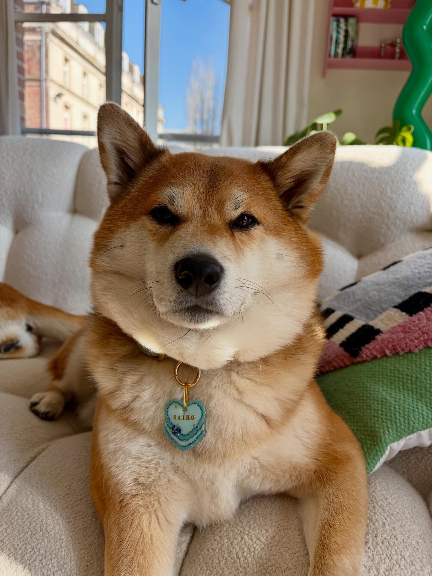 SAÏKO & AKIRA ✨👀
Mais ils ne sont pas merveilleux avec leurs médailles ? 😍 Je fonds complètement…
#medaillechien #accessoirechien #medaillepourchien #médailleenrésine #dogaccesories