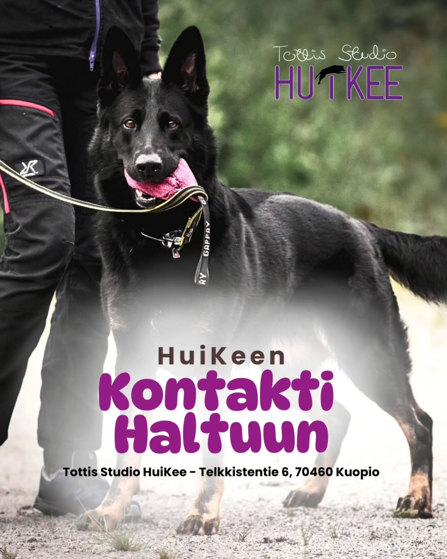 ✨️ HuiKeen Kontakti Haltuun ✨️
Rauhaa, hallintaa ja varmuutta haastaviin tilanteisiin.
💜 Huhtikuussa alkamassa
▫️ 5.4 alkaen 4 kertaa
▫️ Sunnuntaisin klo.16-17
▫️ Ohjaa Sofia @tmisofiamartikainen
▫️ Hinta 128€
▫️ HuiKeen hallilla Kuopion Kelloniemessä Telkkistentie 6, 70460 Kuopio
🔹️ Ilmoittaudu mukaan
www.tottisstudiohuikee.fi
Kontakti Haltuun kurssi on suunniteltu koirille, jotka kokevat ympäristön ärsykkeet voimakkaasti — oli kyse sitten muista koirista, ihmisistä, liikkuvista asioista tai äkillisistä tilanteista. Kurssi tarjoaa turvallisen, hallitun ja asiantuntevan ympäristön, jossa koira voi oppia uusia taitoja ja omistaja saa käytännön työkaluja arjen haastavimpiin hetkiin.
Kurssilla keskitytään taitoihin, jotka rakentavat koiralle turvaa, hallinnan tunnetta ja kykyä selviytyä häiriöistä ilman suurta kuormitusta. Käytämme lempeitä, koiralähtöisiä ja palkitsevia menetelmiä, joilla koira oppii vähitellen säätelemään reaktioitaan ja tekemään parempia valintoja myös vaikeissa ympäristöissä.
Kurssin tavoitteena ei ole ”poistaa reaktiivisuutta”, vaan auttaa koiraa oppimaan tapoja, joilla se voi toimia paremmin ja tuntea olonsa turvallisemmaksi. Kun koiran tunnetilaan vaikutetaan myötätuntoisesti ja sen taitoja rakennetaan johdonmukaisesti, arki alkaa muuttua.
Pienistä edistysaskeleista kasvaa suuria oivalluksia — sekä koiralle että omistajalle.
Lämpimästi tervetuloa mukaan! ❤️✨️
--------‐---------------
✨️ HuiKeen HarrastusPolku ✨️
~ Pohjataidoista kisakentille - yksilöllisesti ja varmasti ~
HuiKee HarrastusPolku on suunniteltu koirakoille, jotka haluavat rakentaa harrastamista pitkäjänteisesti, koiralähtöisesti ja tavoitteellisesti. Kurssit muodostavat selkeän etenemisen aina perustyöskentelystä lajikohtaiseen treeniin ja kilpailuvalmiuteen asti.
HuiKeella uskomme, että vahva pohja on kaiken tekemisen ydin: motivaatio, yhteistyö, selkeä kommunikaatio ja koiran tunnetilan huomioiminen. Kun nämä ovat kunnossa, harrastaminen on sujuvaa, kehittävää ja ennen kaikkea hauskaa!
HarrastusPolkuun pääset tutustumaan lisää kotisivuiltamme!
#tottisstudiohuikee #koirankoulutus #koirakoulukuopio #Kuopio #koirahalliKuopio
