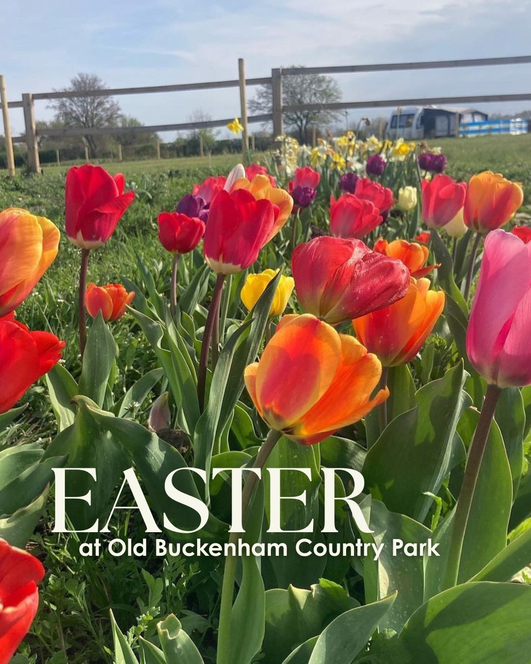 Hop into Easter with us @oldbuckenhamcountrypark 🐰🌷🎶
Over the weekend of the 3rd-6th April enjoy live music, street food, and a free Easter trail perfect for the whole family. With our bar & café open all weekend, it’s the perfect excuse for a sunny spring getaway! ✨🫶☀️
🌸
🎶 @tomhoskinsmusic Friday 3rd from 6.30PM
🍔 Bar, Grill is open 9am - Late
🍟 @zaksontheroad_norfolk Saturday from 4pm