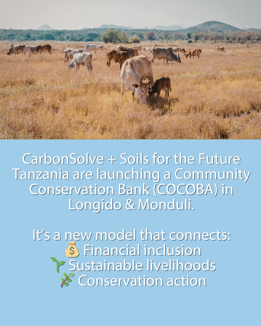 CarbonSolve's partner organization, Soils for the Future Tanzania (SftFTZ) is launching a new Community Conservation Bank (COCOBA) initiative in the Longido and Monduli districts to strengthen conservation outcomes while improving community livelihoods. The COCOBA model links financial inclusion, savings mobilization, and conservation incentives which enable communities to invest in sustainable enterprises that protect land, biodiversity, and natural resources.
COCOBA groups are community-led and legally registered. Members meet weekly to purchase shares and build collective savings. After three months, members can apply for loans to invest in approved green enterprises such as livestock fattening, tree nurseries, beekeeping, and solar products. Loan terms range from 5% interest for 3-month loans to 20% for 12-month loans. Groups may also operate collective enterprises.
COCOBA is designed to become self-sustaining within three years. A portion of loan interest and membership fees will fund local conservation activities such as reforestation, soil conservation, and biodiversity management.
Through COCOBA, communities strengthen financial resilience while taking a leading role in protecting their landscapes!