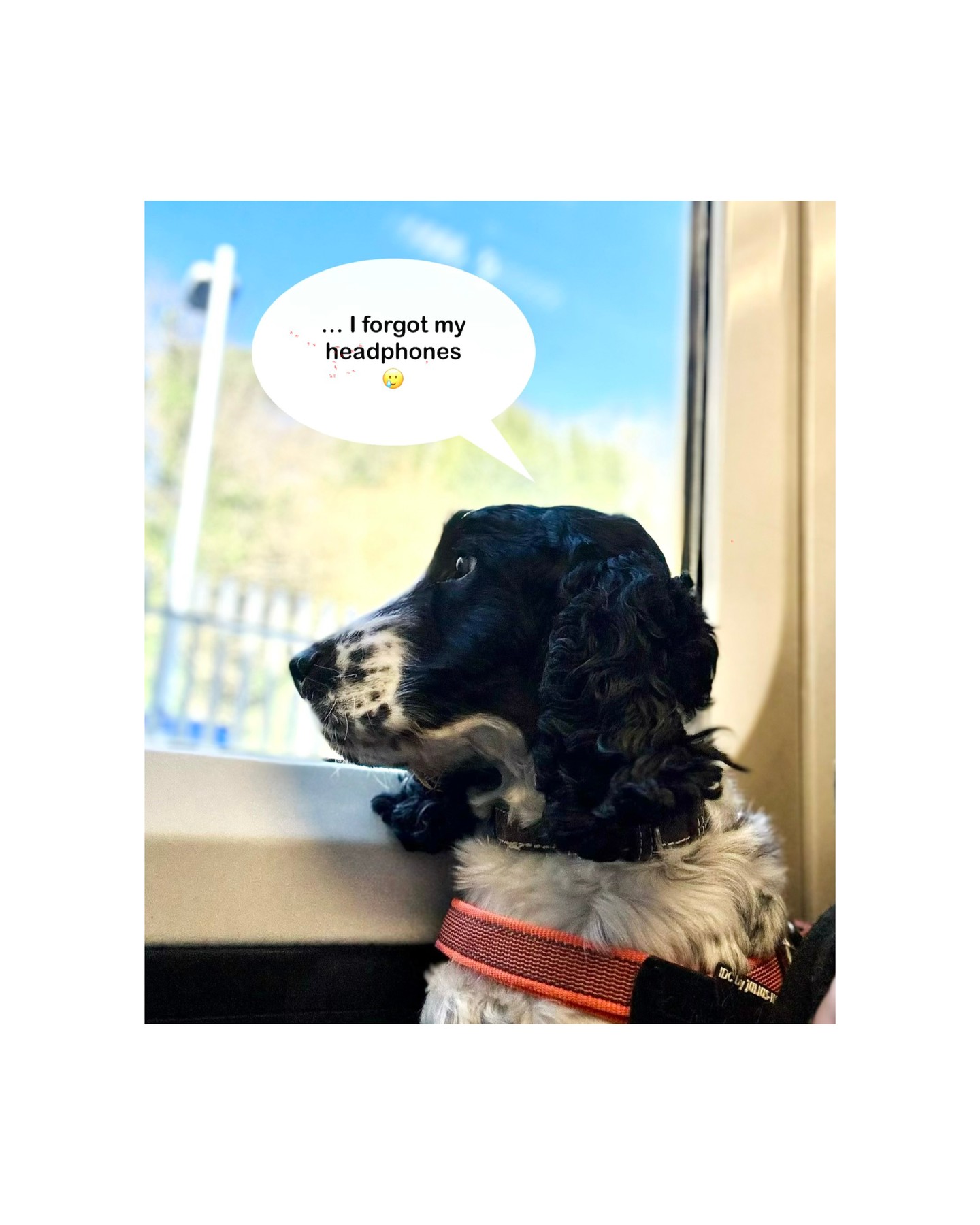 enjoying the morning sun on today's commute and a moment of mindfulness... #officedog #Stanley