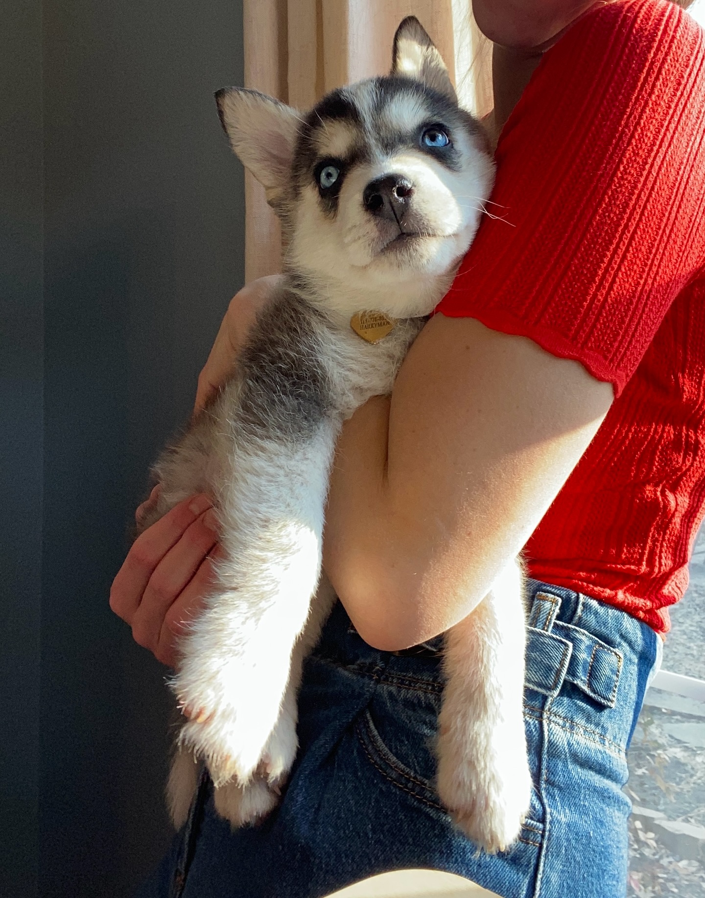 Meet Lady.
Still pinching ourselves that this little Aussie Siberian is part of our family. 🤍 She truly is a “little lady”.
#puppy #huskey #australianshepherd #familydog #thankful
