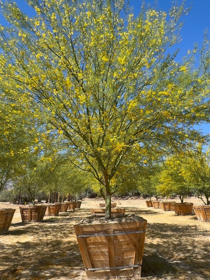You heard it here first—
Self-Planting Trees™ have arrived.
After years of R&D, field trials, and one too many conversations about labor shortages…
we’re proud to unveil the future of landscape installation:
AI-synced.
Gravity-guided.
Root-calibrated.
Simply set your 60” Cercidium × ‘Desert Museum’ on site…
tap “install”…
and let Auto-Root™ Intelligence handle the rhizosphere.
No crew. No equipment. No callbacks.
Just seamless, self-directed establishment—optimized in real time.
Early data suggests:
• 100% reduction in labor inputs
• Instant canopy presence
• Fully autonomous root deployment
We’ll pause here—
before the botanists start calling.
APRIL FOOLS !!
Turns out:
• Roots still require soil, not software
• Geotropism hasn’t accepted a firmware update
• And the ancient agreement—plant, place, water, wait—still stands
No shortcuts. No synthetic solutions.
Just biology doing what biology has always done… exceptionally well.
What is real:
60” boxed Desert Museum Palo Verdes
Field-grown for structure, scale, and immediate read on site
Desert-acclimated, heat-literate, and built to perform where others hesitate
No gimmicks—just trees that know how to root.
Rooted in reality.
Grown for impact.
Supplied for professionals.
#roadrunnertreefarm #casadelzorronursery #aprilfools #paloverde #desertmuseum