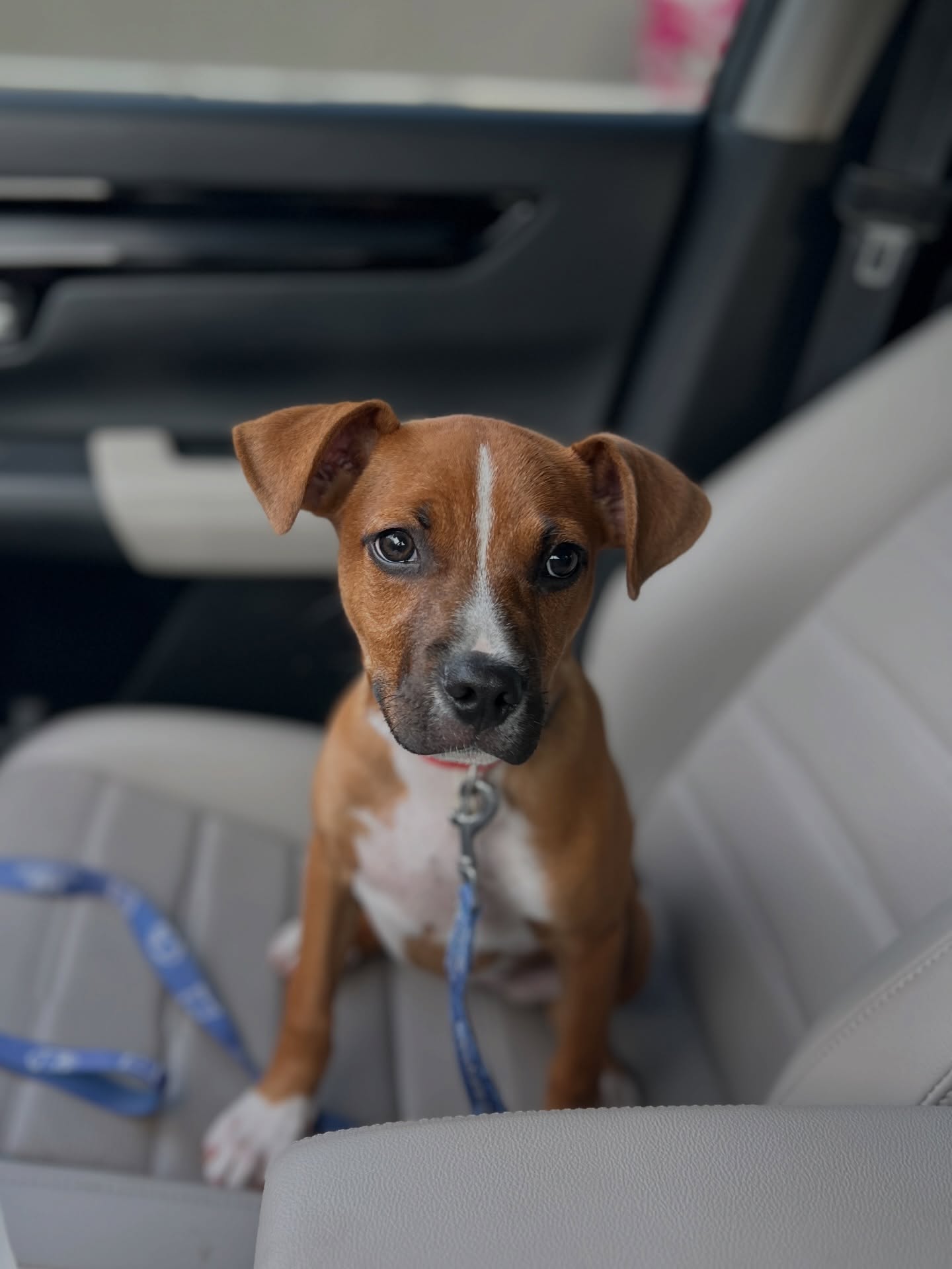 Liberty Biberty is still available for adoption!š½
This sweet girl is about 14 weeks old now, and her personality is just as adorable as her face. Sheās spunky, playful, and incredibly loving. She is an all-around amazing puppy who brings so much joy wherever she goes.
Sheās already off to a great start with her manners, knows to potty outside, and does wonderfully in her crate. Sheās eager to please and learning quickly, which will make training a breeze for her future family.
She absolutely loves playing with other dogs and has done very well with both cats and kids, making her a great fit for many types of households.
Weāre not exactly sure what her breed mix is, but based on her current size and growth, we expect sheāll be around 35-40 lbs full-grown, which is the perfect medium-sized companion!š¾
If youāre interested in adding this gal to your family, please apply here:
https://www.shelterluv.com/matchme/adopt/MMFL/Dog
#martincountyfl #stuartfl #stuartbeach #portstlucie