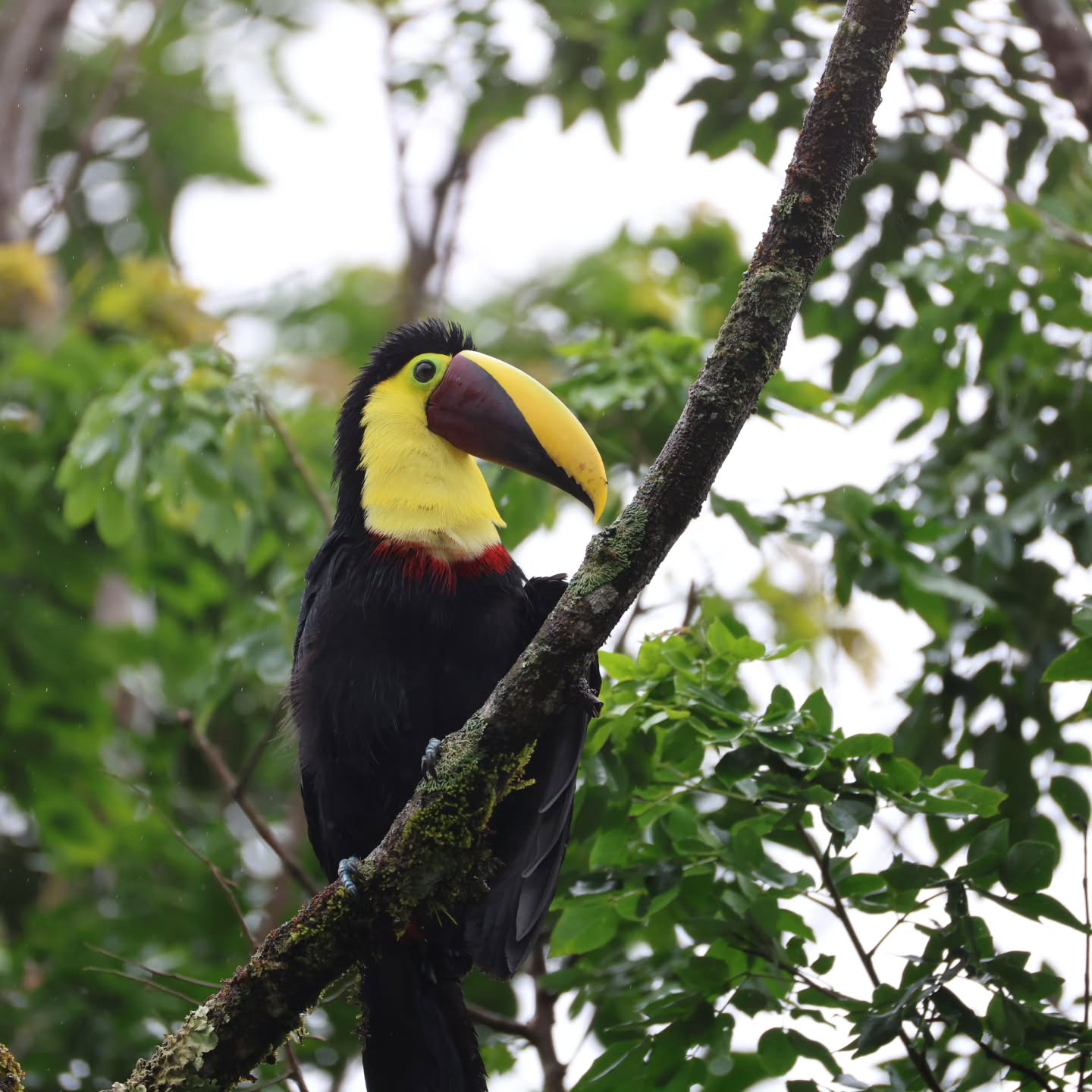 The Chestnut-billed Toucan, the largest of the six toucan species found in Costa Rica.
Photo taken in Bijagua during my rainforest tour
📷 Cannon 200-800mm F6.3-9 IS USM
Follow @freddycostaricantours
#wildlife #birdwatching #CostaRica #earth #nature
