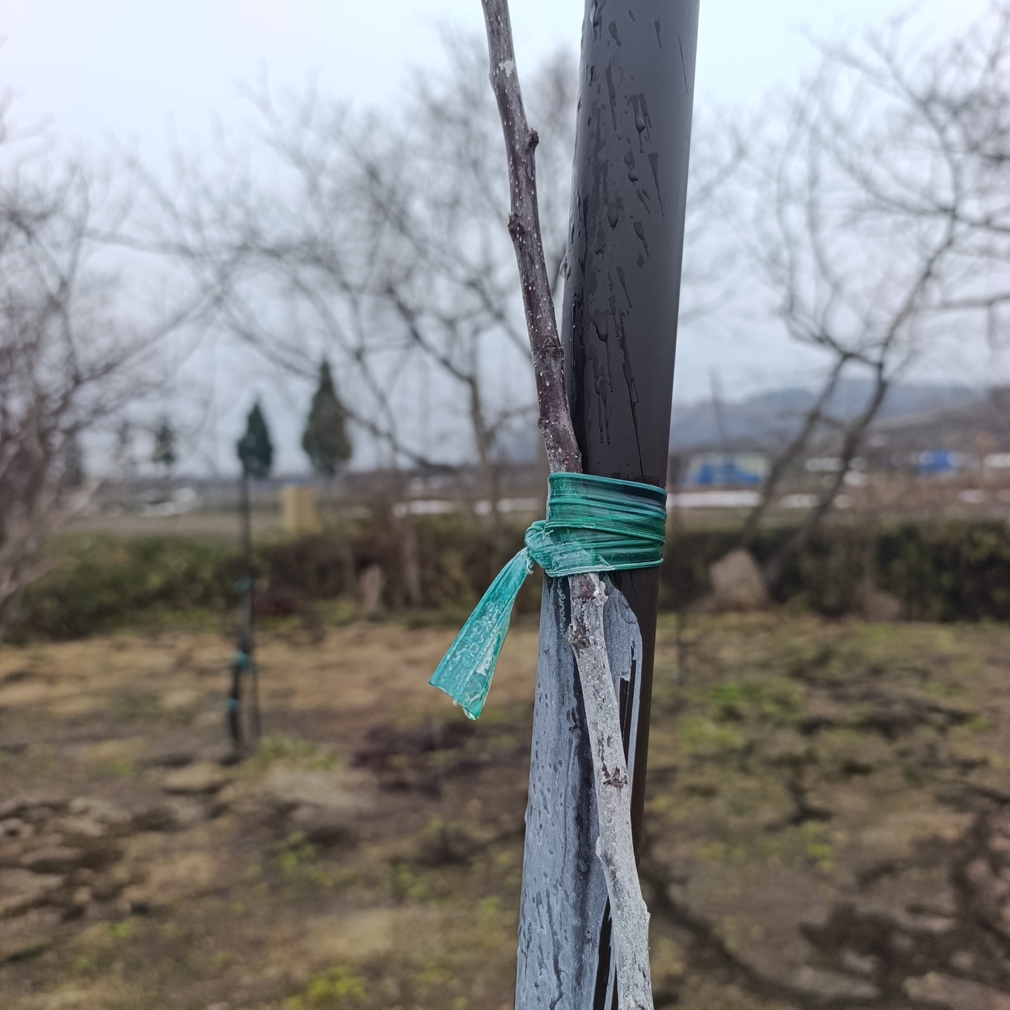 🍎🍏
【雪対策:反省点】
2024-25の雪害を受けて、25秋の雪害対策。
若木(植えたばかりの苗木)の上は支柱にくくりつけた。
→なんとか折れずに堪えることができたの多数。
チューガードを細いビニールひもで固定したもの。
→雪の圧で切れてるのがあり、切れてスキマができたところにネズミ被害。
ビニチェーンなどで切れないようにする。
チューガード 80㎝の上部を閉じなくても、ネズミは入ってこない。
秋に側枝を切っておけば、折れるのを防ぐことができたかも。
→秋にハサミで切れる側枝は切っておく。
被害はかなりありましたが、それでも対策、反省点がみつかったので、来年以降の糧にしていこうと思います。
(春は早そう…)
■■■■■ジュース加工について■■■■■
2025年度の加工受付中です。
(4月上旬までの予定です)
現在、ご予約なしでの持ち込み可能です。
お気軽にご利用ください。
受付・引取時間
平日 9:00~16:00
------------------------
【加工事前受付】
↓LINEページ
友達登録して、事前受付お願いいたします。
https://lin.ee/74LkMcf
------------------------
りんごジュース販売中!
・stores、ポケットマルシェにて販売中です!
https://tono-fruits-lab.stores.jp/
--------------------------
#津軽りんご加工センター
#りんご加工 #ジュース加工
#つがる果樹工房 #つがる林檎園 #stores
#ringofarmer
#東北 #青森 #弘前 #青森ライフ
#tohoku #aomori #hirosaki #aomorilife
#りんご #りんご畑 #りんご農家
#ringo #apple #りんごジュース
--------------------------
【農ナビ青森に取り上げていただきました】
https://www.nounavi-aomori.jp/start/publicity
#農なび青森
--------------------------