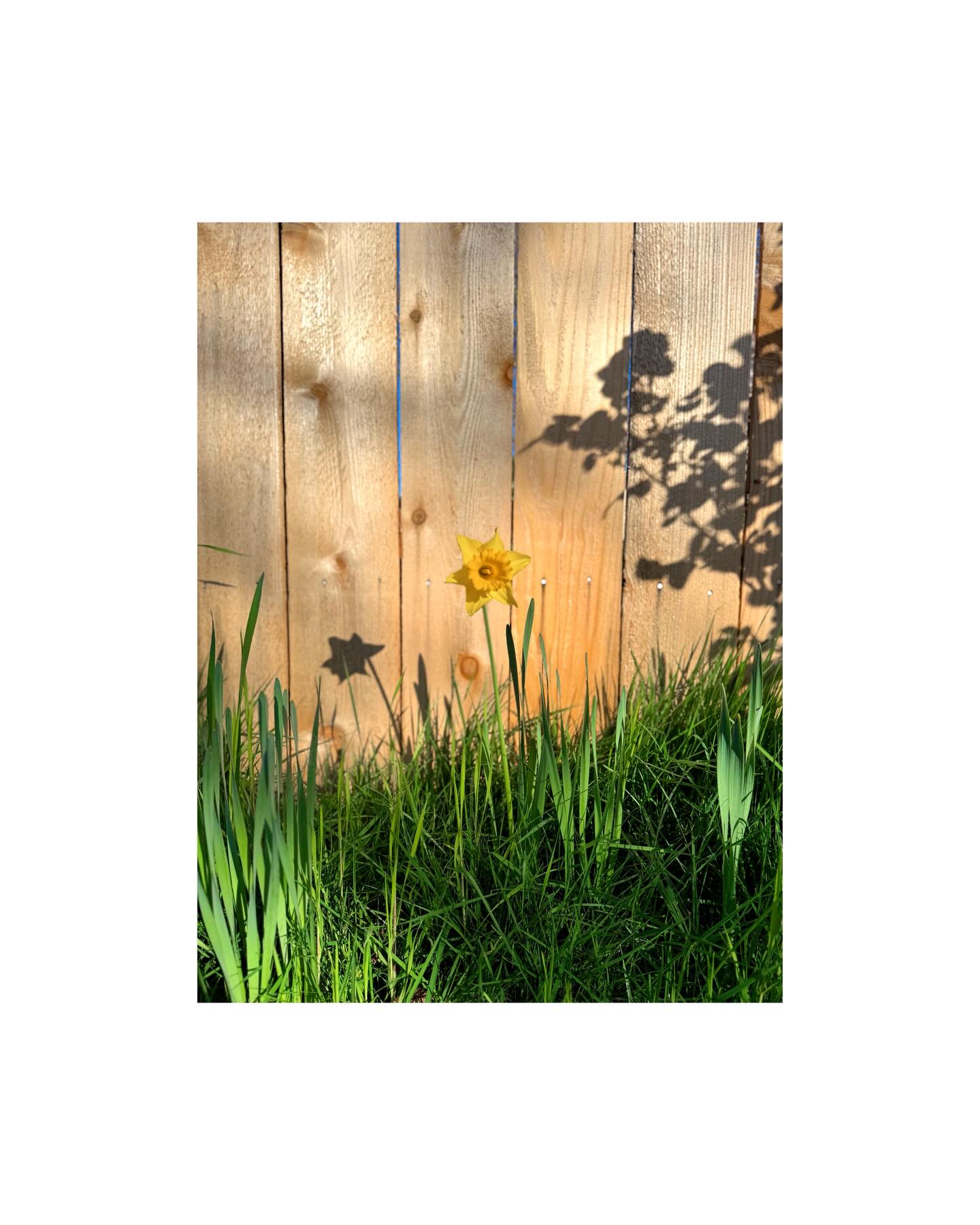 A daffodil is rarely the main character.
#springhassprung #flowers #daffodile #portland #momwalk