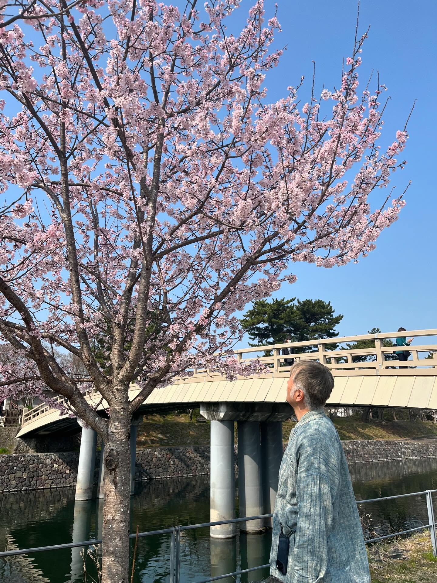 宇治でも桜が満開です🌸
2枚目には桜の妖精さん😆
#宇治
#桜
#京都府
#妖精
#うじテレビ