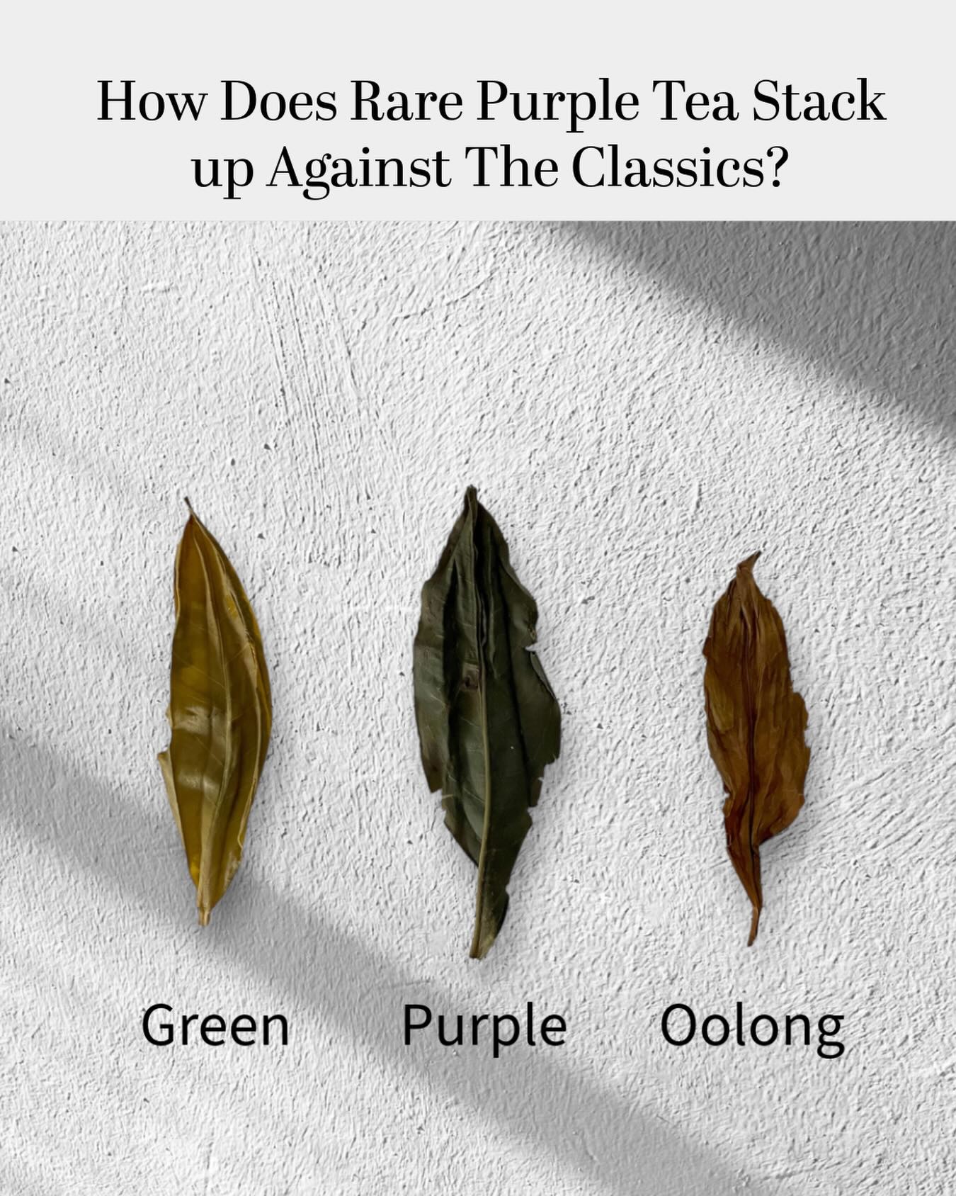 Purple tea stands out from black, green, and oolong thanks to its natural anthocyanins (like in blueberries), giving it a subtle purple hue and extra antioxidants. It’s smoother and less bitter than black tea, less grassy than green, and offers a mild, slightly sweet flavor with moderate caffeine—perfect for something unique yet balanced. 🍵
#purpletea #kenyatea #greentea #healthytea #whitetea