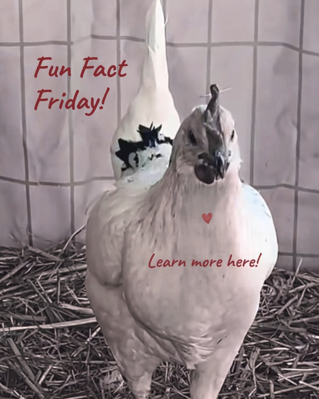 Did you know - baby chicks start learning about the world before they even hatch?
They’re already tuned in and ready to explore. They begin recognizing the voice of their mother — and all of the others.
This explains why these little Zombie chicks show up with so much personality right out of the gate! Hatch is coming soon! Visit our website to learn more about our availability.
Tiny. Curious. Slightly mysterious. They are our kind of chicken!
Fresh Eggs are available daily, 7 days a week, at the Chick Shack. 10 - 7 PM
For directions email - Chicks@FamilyHeritageAcres.com
Learn more at Link in Bio.