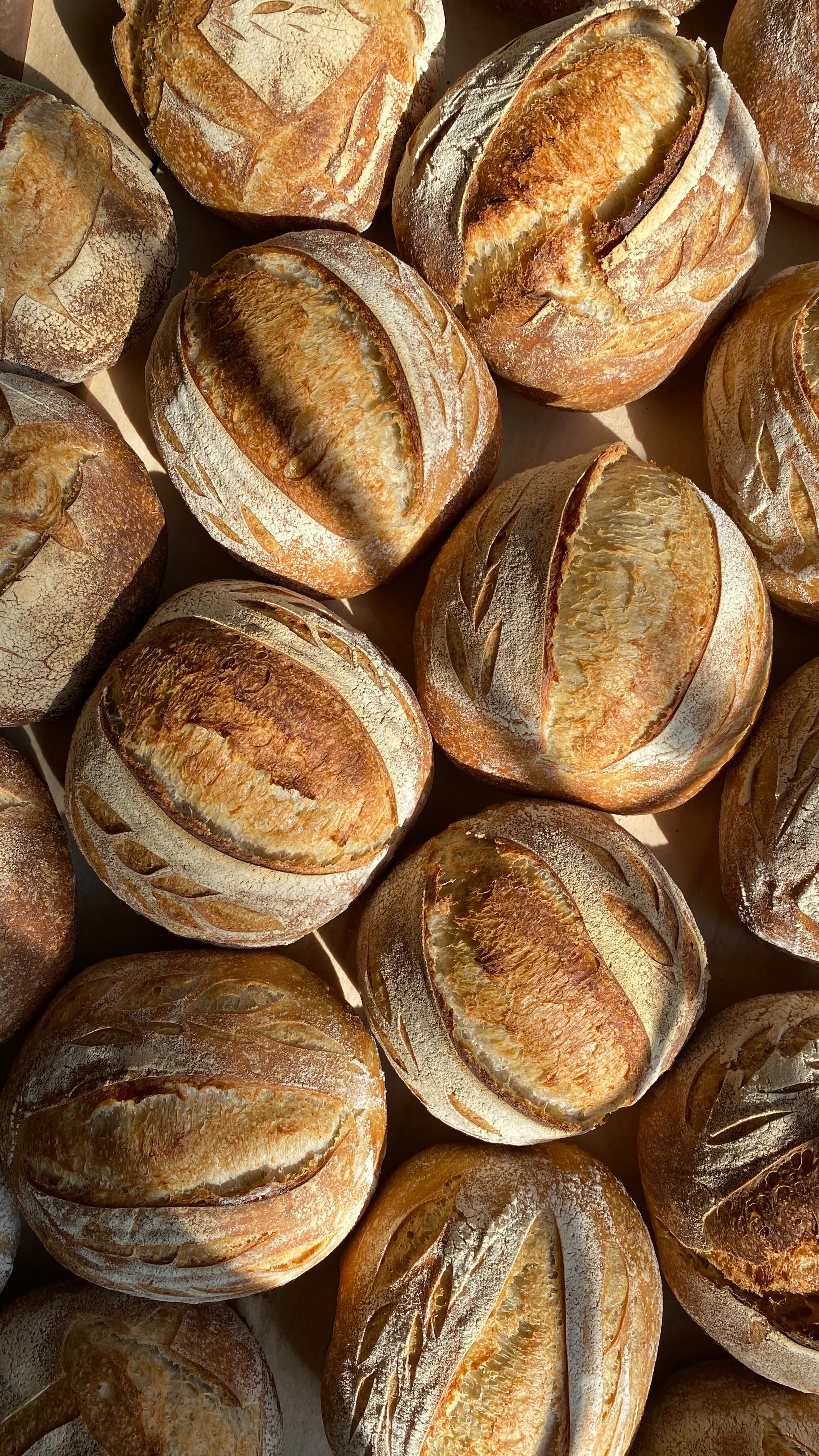 Post-spring break has launched our family into the thick of all extra curricular activities - it’s like they teased us with a week off and then doubled the games & practices for the next month 😂
We took advantage of our extra family time last week and baked up a few new recipes including a batch of Meyer Lemon Poppyseed Sourdough Tea Biscuits (organic lemons from my great aunt’s tree!), as well as a room temp fermented batch of Miche Sourdough loaves for a family whose father is battling stage 5 kidney failure. It was a joy to bake up this low-sodium batch for them and it turned out beautifully.
I reduced the salt by more than half and was curious how it was going to affect the dough. While I prefer my sourdough a bit more seasoned, the sourness of the dough was actually more prominent and the crumb was perfectly fluffy and crust a dream.
What did you bake up over Spring Break?
(My original Miche Sourdough and base Tea Biscuit recipes are available in my upcoming cookbook, Plain Jane Sourdough. Link in bio to preorder.)
Soli Deo Gloria
#sourdough #solideogloria #bread #plainjanesourdough #springbreak