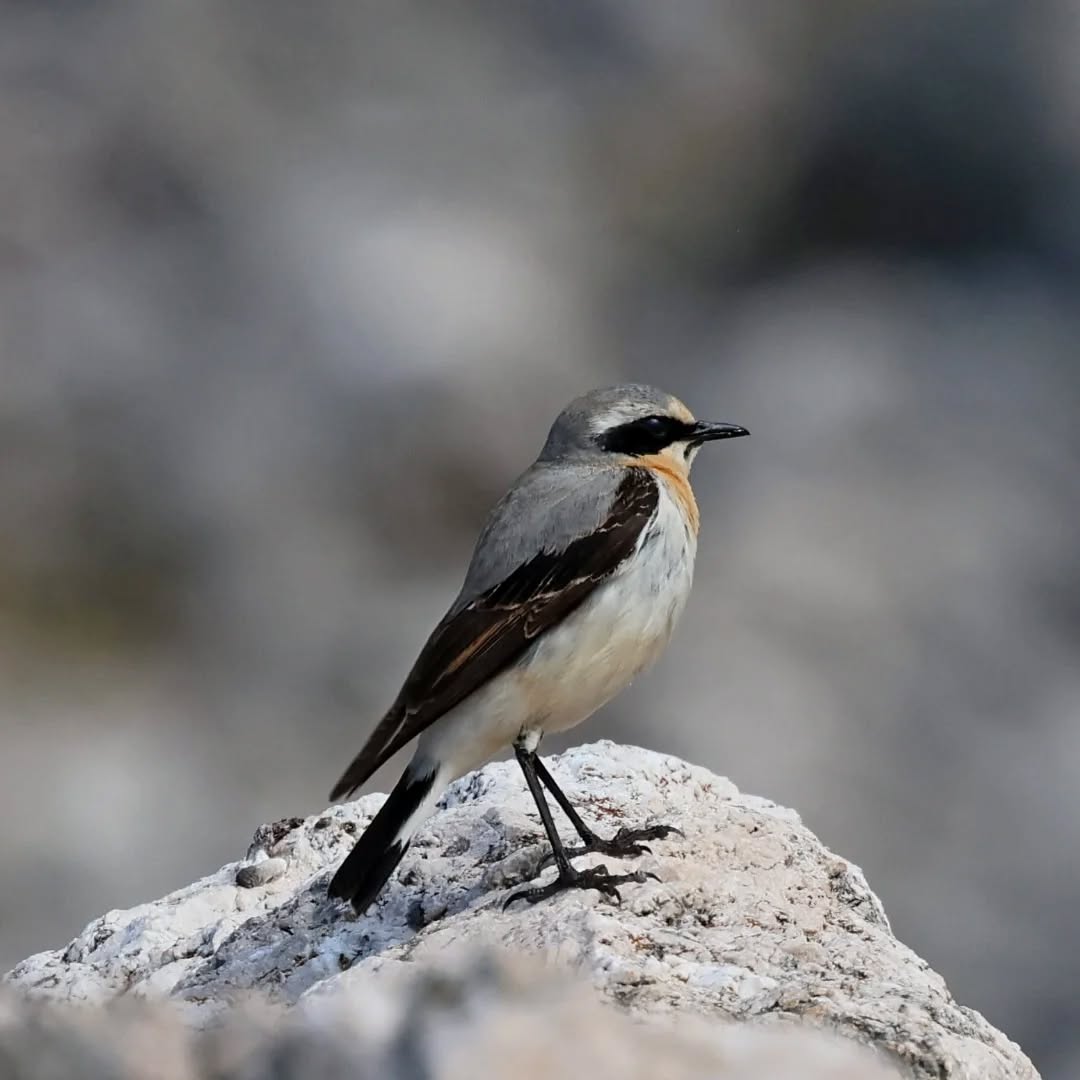 A Northern wheatear on Mt Ainos.
#islandwildlife #kefaloniawildlife #greekwildlife #guidedwildlifewalks #birdlovers