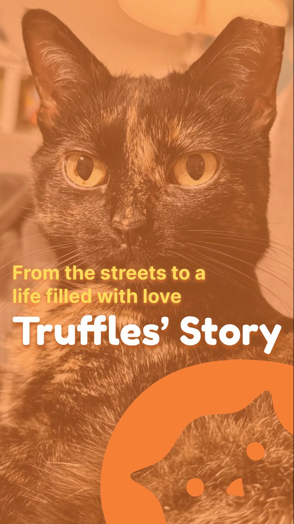 From surviving the streets of Nashville to finding warmth, safety, and love, Truffles’ journey is one of quiet resilience and trust. 🐾
There are still so many cats out there waiting for their moment — their open door, their person, their home. Maybe you could be that for one of them. 🤍
#rescuecat #adoptdontshop #catrescue #catswoppr