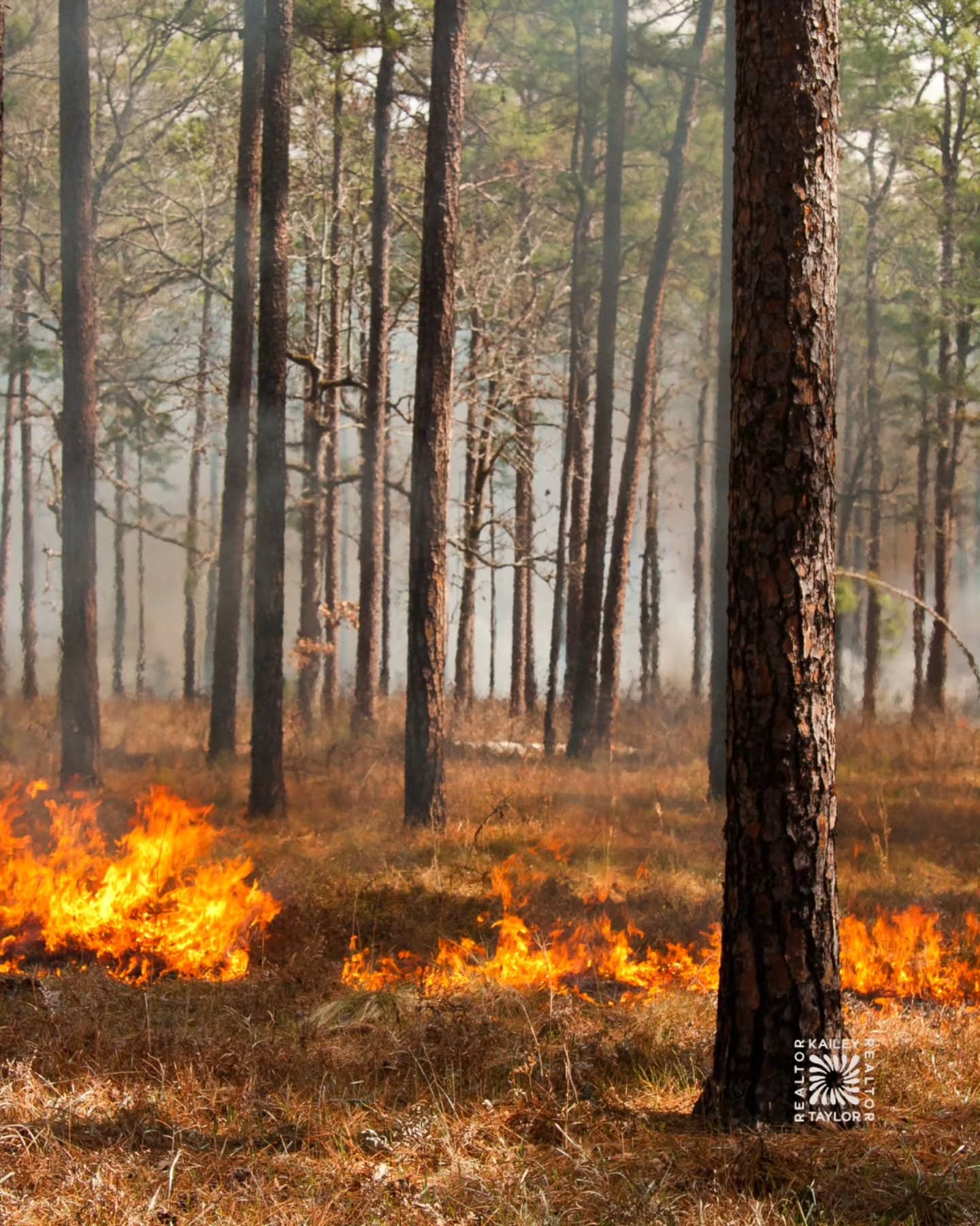 If you've noticed smoke in the sky lately, it's prescribed burn season on the Deschutes National Forest.
The US Forest Service is actively conducting spring understory burns across Central Oregon right now, with up to 11,626 acres planned across the Bend-Fort Rock, Crescent, and Sisters Ranger Districts. Burns are currently visible from portions of Bend and Highway 20.
Here's why this matters: prescribed burns help reduce the risk of severe wildfires, but the smoke they generate can affect air quality. Fire management officials work with Oregon Department of Forestry smoke specialists to time burns when weather is most likely to move smoke up and away from communities. It's intentional, managed, and important work.
A few things worth knowing as a Central Oregon resident:
Smoke tends to settle in low-lying areas overnight and in the early morning hours. Close your windows at night if you can smell it, and run an air purifier if you have one. Some trail closures are in place in affected areas and will remain until conditions are assessed safe for the public.
Stay informed: visit centraloregonfire.org for active burn updates, or text COFIRE to 888-777 to get alerts sent straight to your phone.
Living here means living with fire as part of the ecosystem. These burns are part of how we protect it.
.
.
.
#livelifeinbend #centraloregon #bendoregon #deschutesnationalforest #prescribedburn