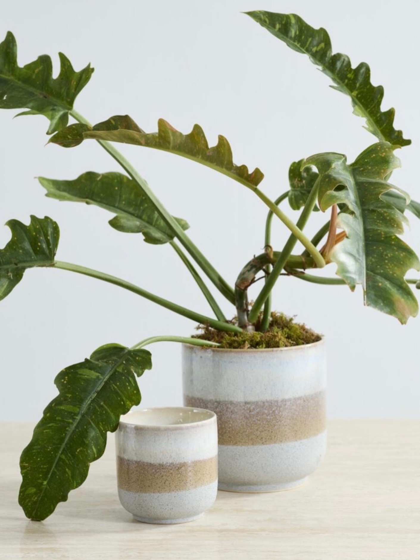 A statement piece that doesn’t need to try, lush greens, sculptural leaves, and a ceramic finish that feels as refined as it looks. The kind of detail that quietly transforms a space.
At Plantology, we believe your environment should feel alive, intentional, and effortlessly beautiful.
Bring nature in. Let it speak.
#Plantology #PlantsAndMore #InteriorStyling #PlantAesthetic #HomeElegance