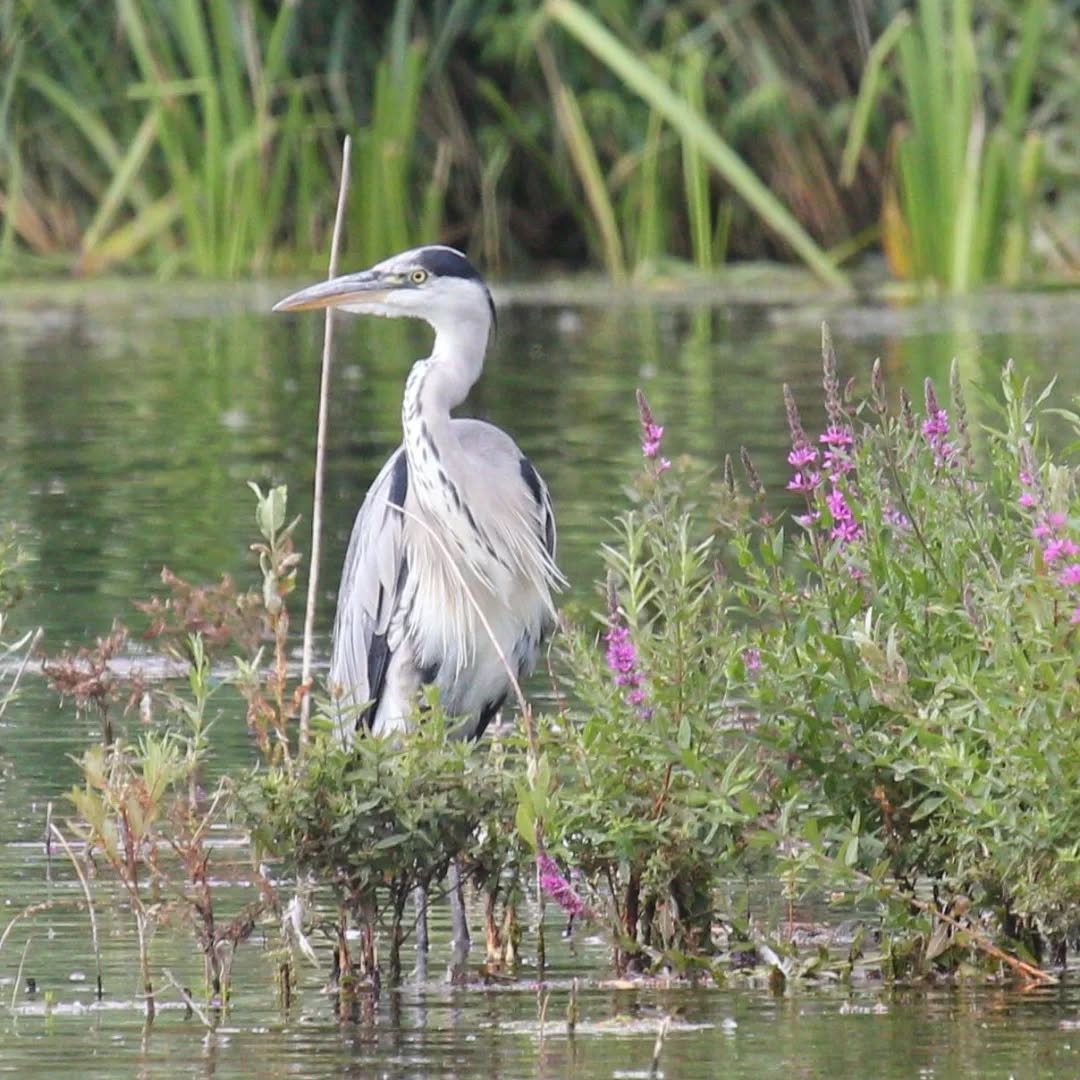 The beautiful grey heron.
#islandwildlife #kefaloniawildlife #greekwildlife #guidedwildlifewalks #birdlovers