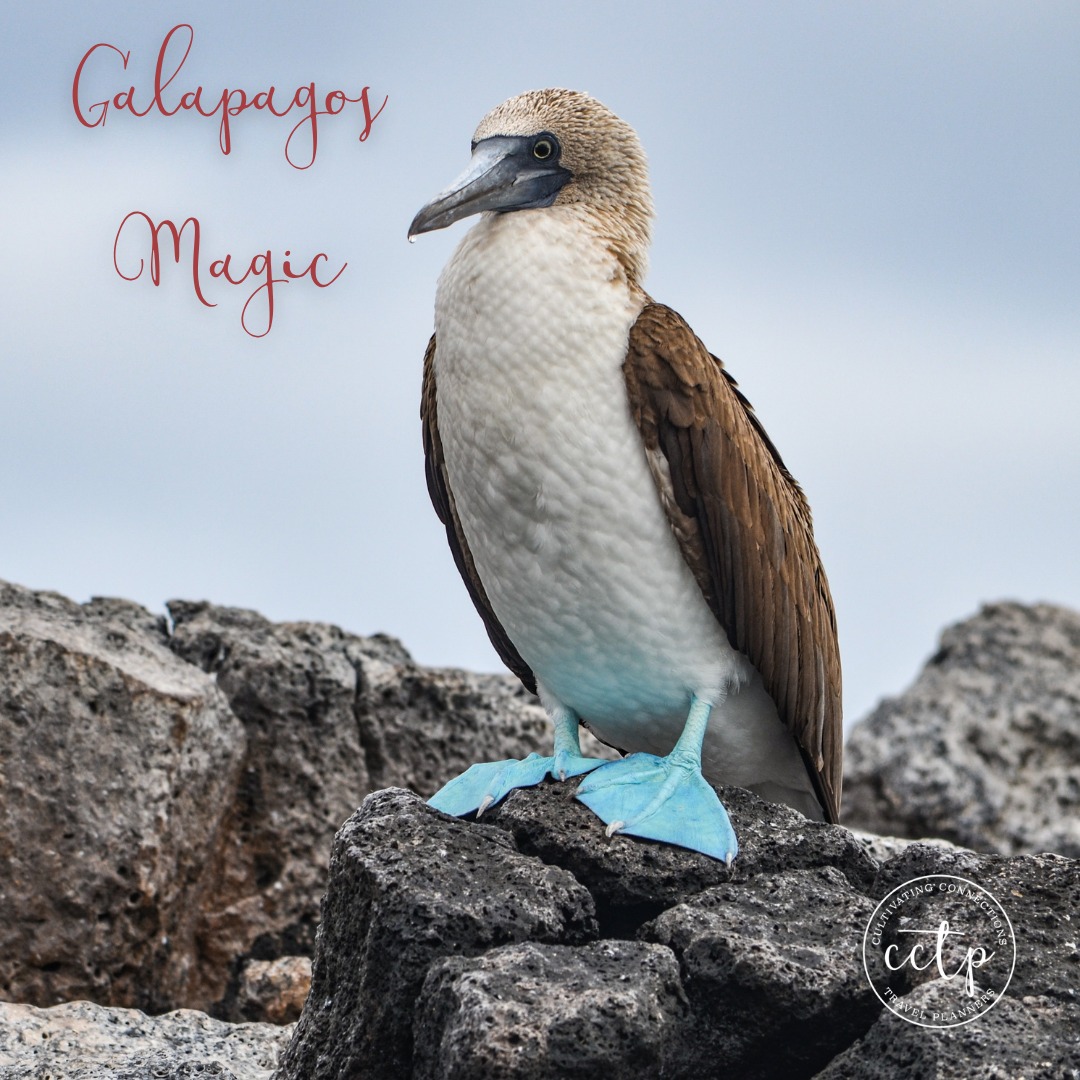 Thereâs a moment in the GalĂĄpagos that travelers talk about again and again â the way wildlife simply exists beside you, unfazed and unhurried. Sea lions stretch out on warm rocks, blue-footed boobies tilt their heads curiously, and the islands feel untouched and alive. Itâs a place where nature sets the pace.