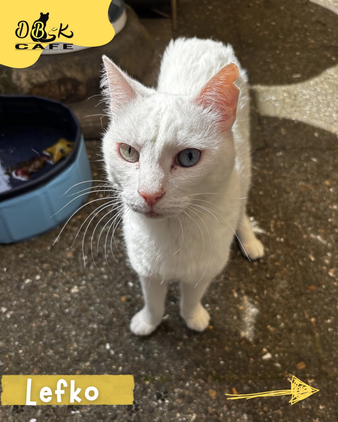 Hoi, ik ben Lefko.
Ik ben de wit kat die altijd rustig door het café beweegt, alsof ik een beetje zweef. Ik observeer graag alles vanop afstand, niet omdat ik verlegen ben, maar omdat ik graag eerst de sfeer lees.
Mijn favoriete dingen? Mooie plekjes kiezen om te liggen, elegante poses aannemen zonder moeite, en zo nu en dan een zacht kopje geven aan de mensen die ik vertrouw.
Ik ben misschien stil, maar ik zie alles. En als ik jou uitkies voor aandacht… voel je je meteen speciaal.