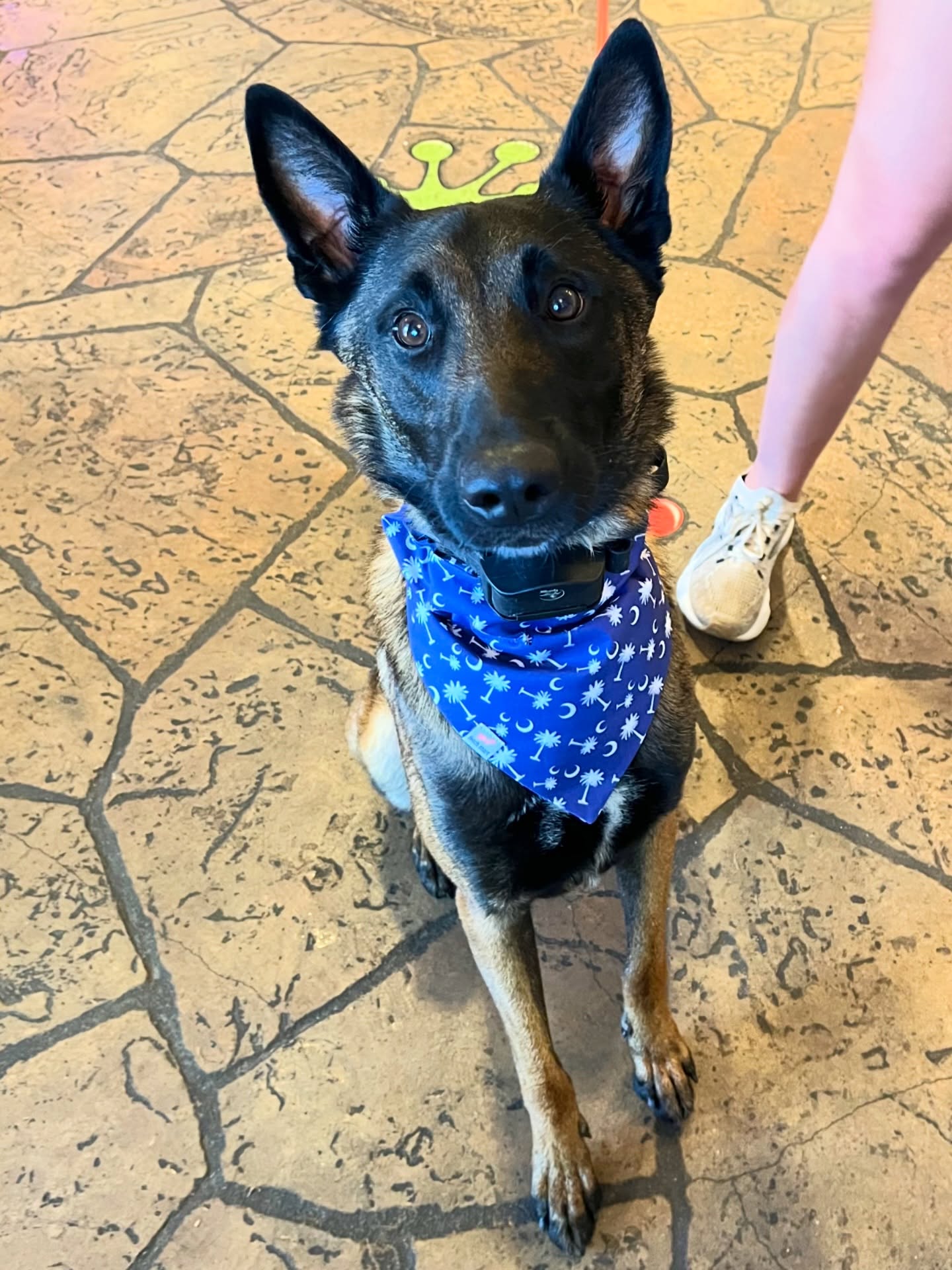 💡Tuesday Tip: For your new matching spring attire, shop at the frog. @fetch_mart is on point 🙌🏻🙌🏻 South Carolina Collar and Bandana for the win. 💙
#fetchmart #dogbandanas #germanshepherd