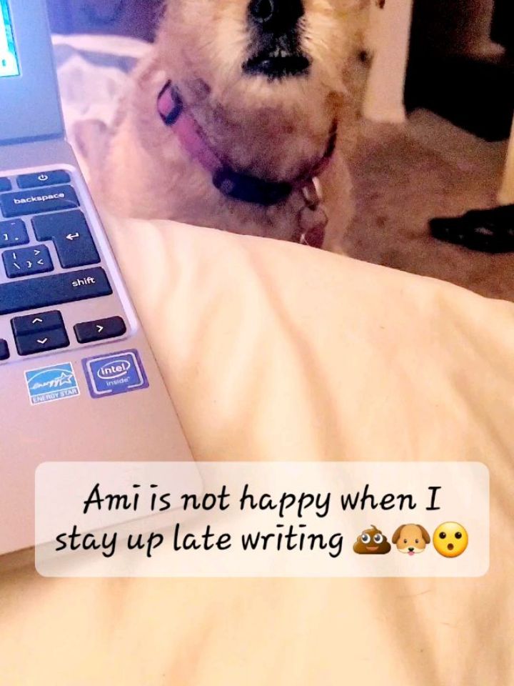 When the pug boss says it's bedtime, she's not joking 🐶💩😮
#tryingtowrite
#puginterference
#onemorechapter
#nosleepforme
#writerslife