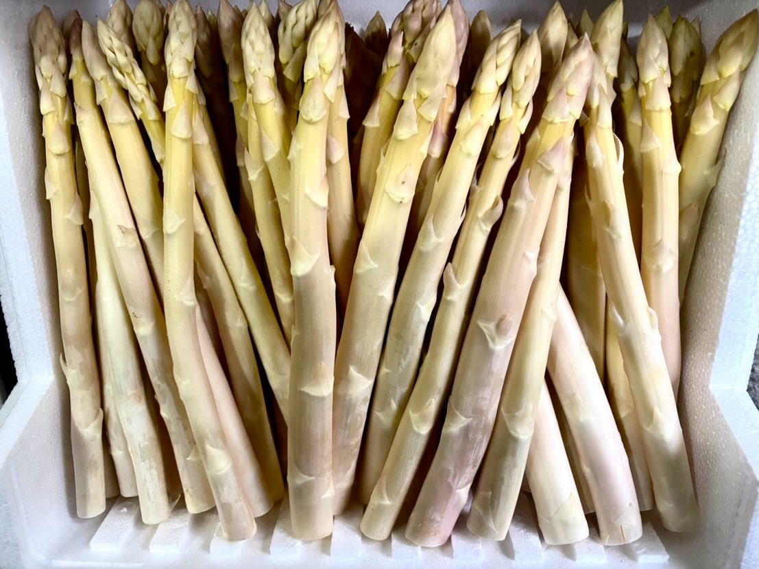 只今、茂住商店では
南信州産の極太アスパラが入荷しております‼️🌱
甘みが強く、みずみずしい今の季節ならではのお野菜です✨
気になる方は是非お問い合わせください♪♪
#ホワイトアスパラ
#アスパラ
#信州産
#茂住商店
#八百屋