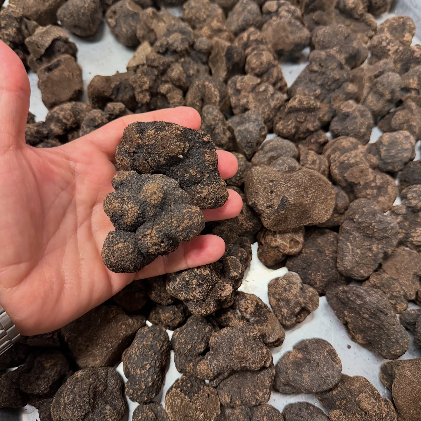 Winter truffles still strong !!! #truffles#wintertruffles delivery#
