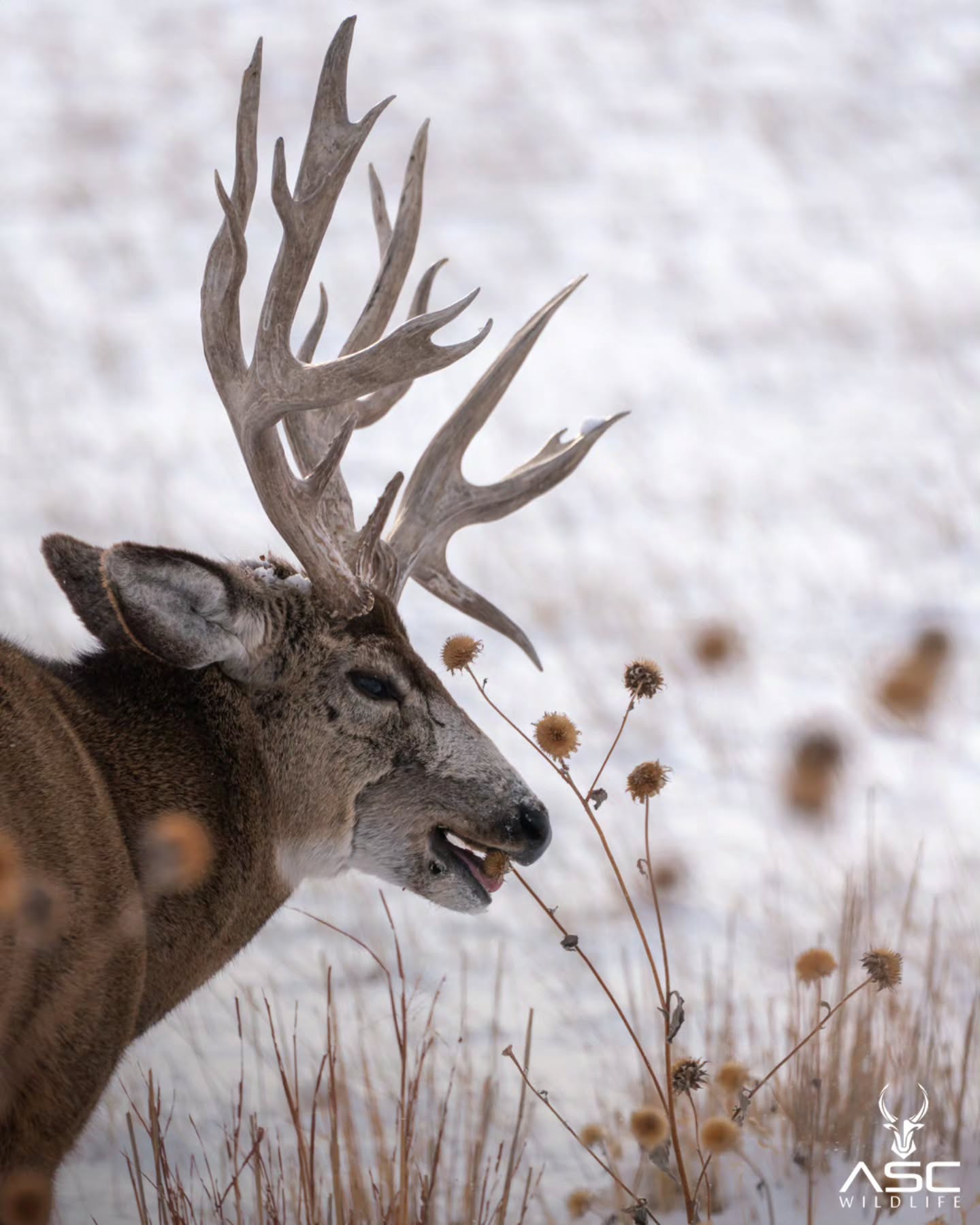 Heavy chomping down on some dried out seed pods in January. Miss this guy!
Have a great day!
Photography by @ascwildlife
.
.
.
#muledeer #buck #denverwildlife #coloradowildlife #heavy