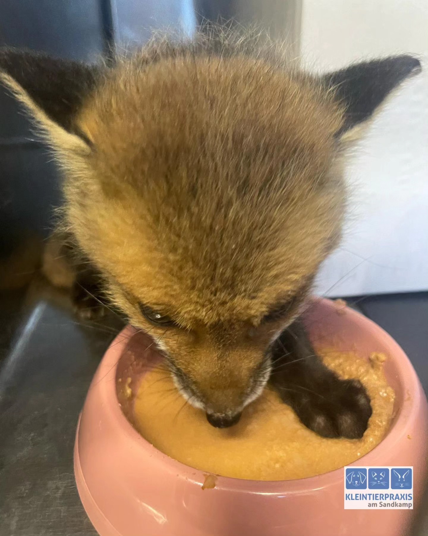 Seltener Besuch 🦊 in unserer Praxis
Gestern wurde uns ein Fuchsbaby gebracht, das gefunden worden ist. Nachdem es sich ordentlich satt gefressen hat, hat eine Wildtierauffangstation das Kleine abgeholt.