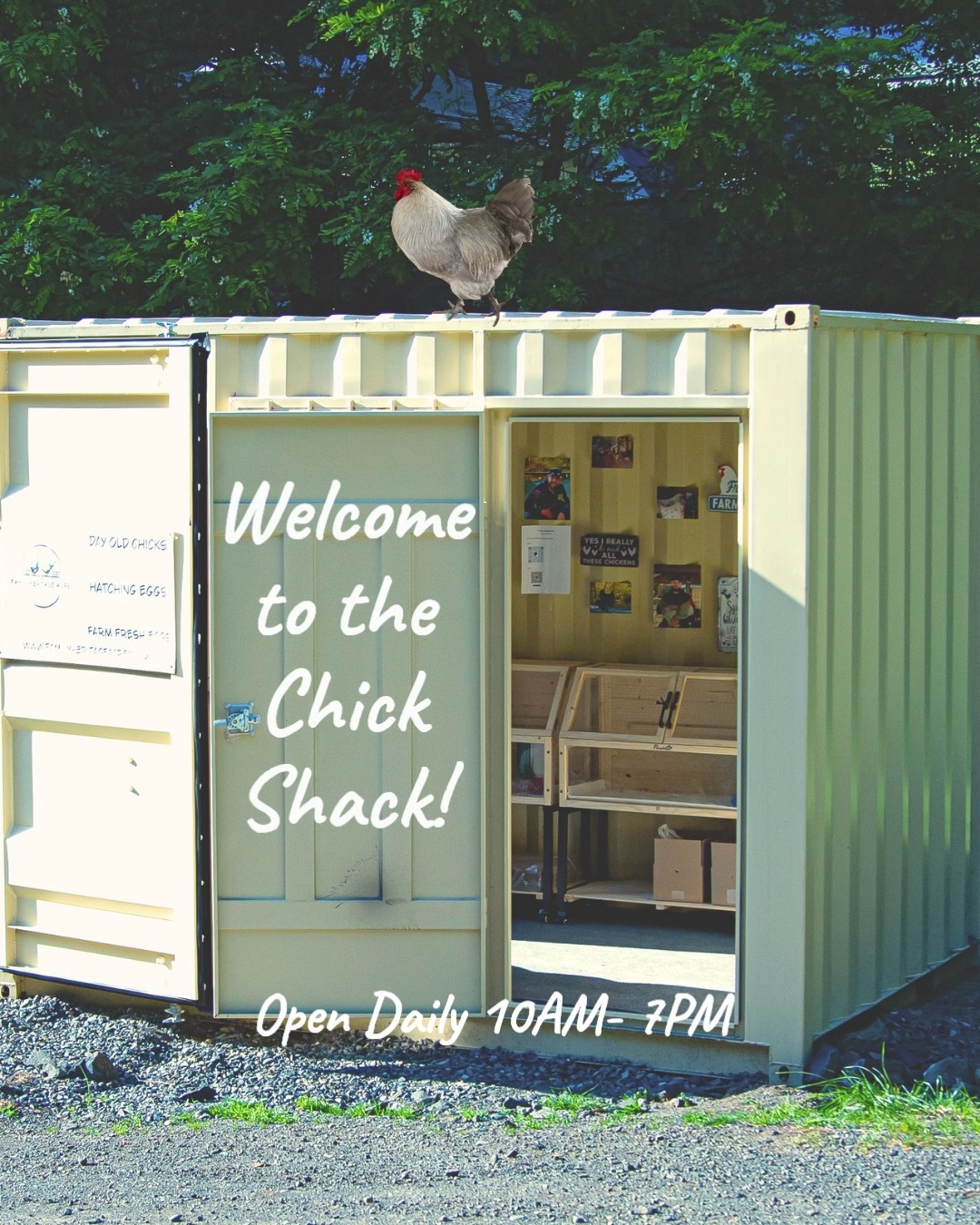 Something’s wonderful is happening at the Chick Shack…
We’ve been gathering, sorting, and stacking farm-fresh goodness — and let’s say… the egg situation is about to get VERY exciting. There are going to be more of them!
Stop by and grab beautiful, fresh eggs straight from Family Heritage Acres when you need them.
Washed, naturally colorful, and laid with care by our happy hens.
Open 10AM - 7PM - 7 Days a week.
For Directions to the Chick Shack, email us - Chicks@FamilyHeritageAcres.com, and to order chicks, visit our website www.FamilyHeritageAcres.com
#RainbowEggs #EatLocal #KelsoWashington #FarmFreshEggs #HeritageChickens #ChickSeason #localfood #AyamCemaniChicken #FreshEggs