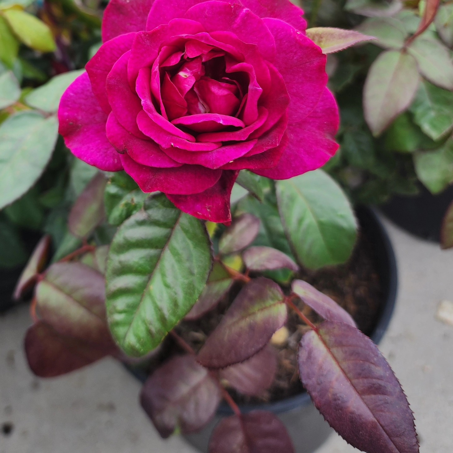 MORE ROSES ARE IN!!!
#roses #homegrownplants #mothersday #plants #texas #northtexas
