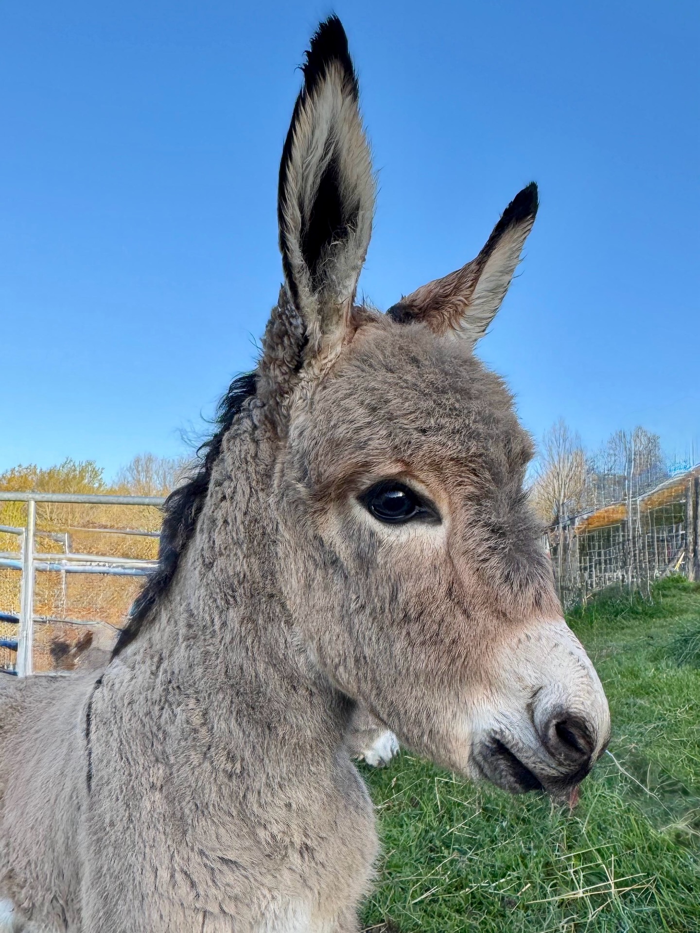 He is truly adorable!