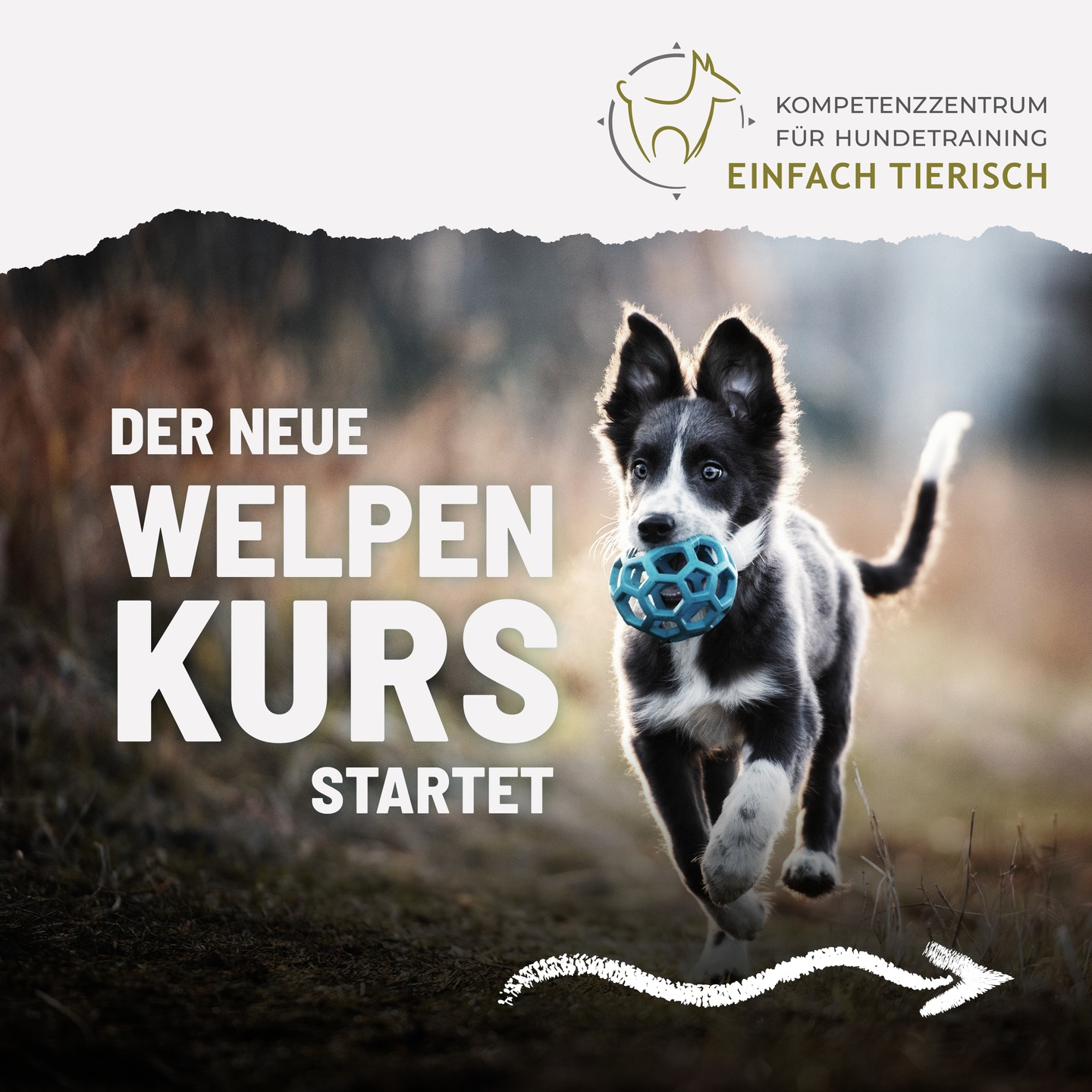 Alle Details und Anmeldemöglichkeit direkt hier: https://www.einfachtierisch.at/veranstaltungen
#welpenkurs #welpentraining #welpenschule #welpeerziehung #hundetraining #hundeerziehung #junghund #hundeliebe #hundebesitzer #ersthund #amstetten #niederösterreich #mostviertel #amstettenhund #hundeschuleamstetten #nöhunde #positivetraining #bindungsarbeit #alltagstraining #hundetrainer