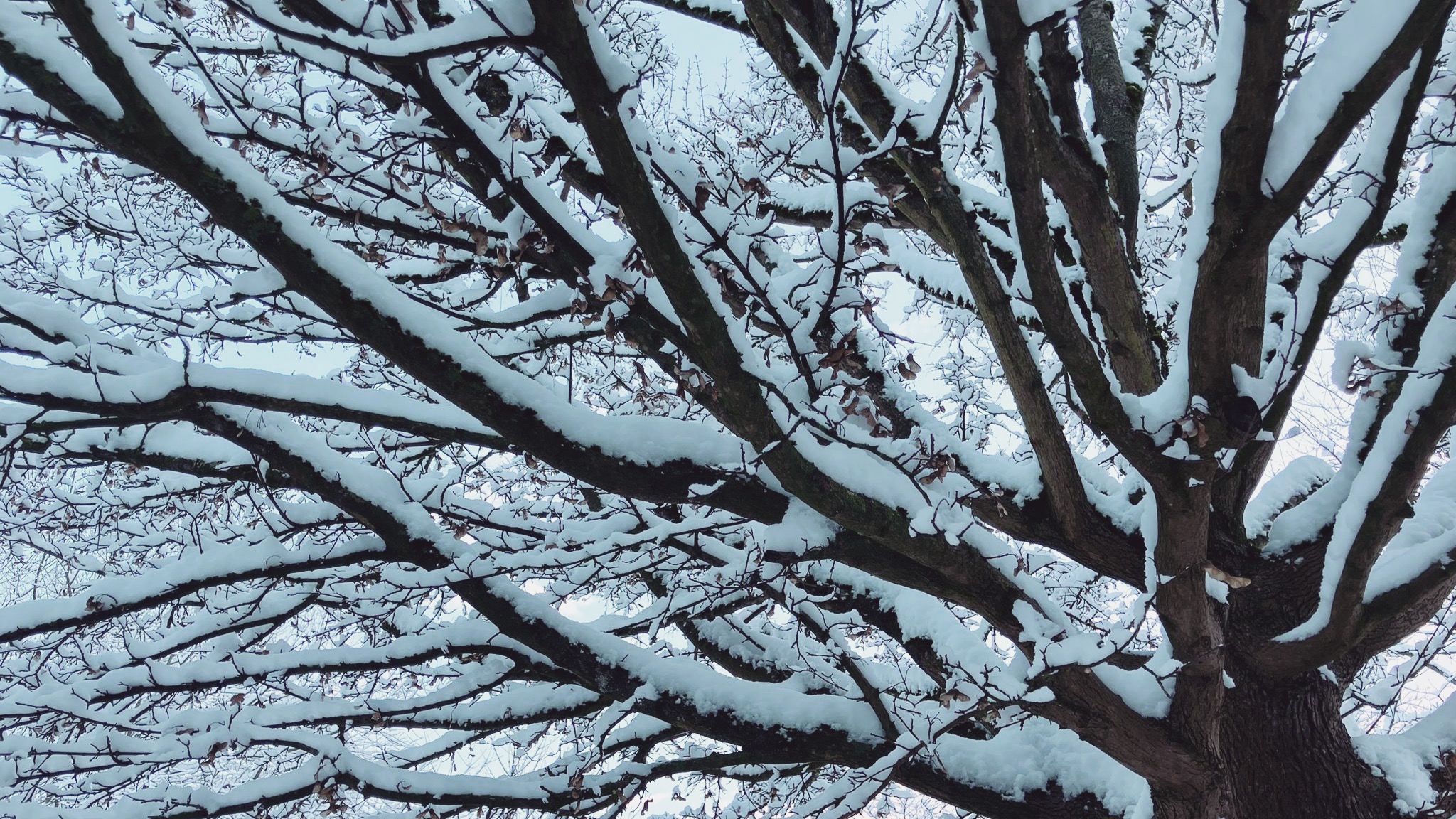 ❄️ Frau Holle ist da…
…und schüttelt ihre Betten.
Der Wintereinbruch erinnert an das bekannte Märchen –
doch hinter dieser Figur steckt weit mehr:
✨ Eine uralte Gestalt
✨ Zwischen Mythos, Märchen und Naturkraft
Wer ist Frau Holle wirklich?
In diesem Seminar begeben wir uns auf Spurensuche –
lebendig, erzählerisch und voller überraschender Einsichten.
👉 Infos & Anmeldung: www.erzählfreudig.ch
#FrauHolle #Wintereinbruch #Märchen #erzählfreudig #Mythologie #Erzählkunst #veronikauhlich