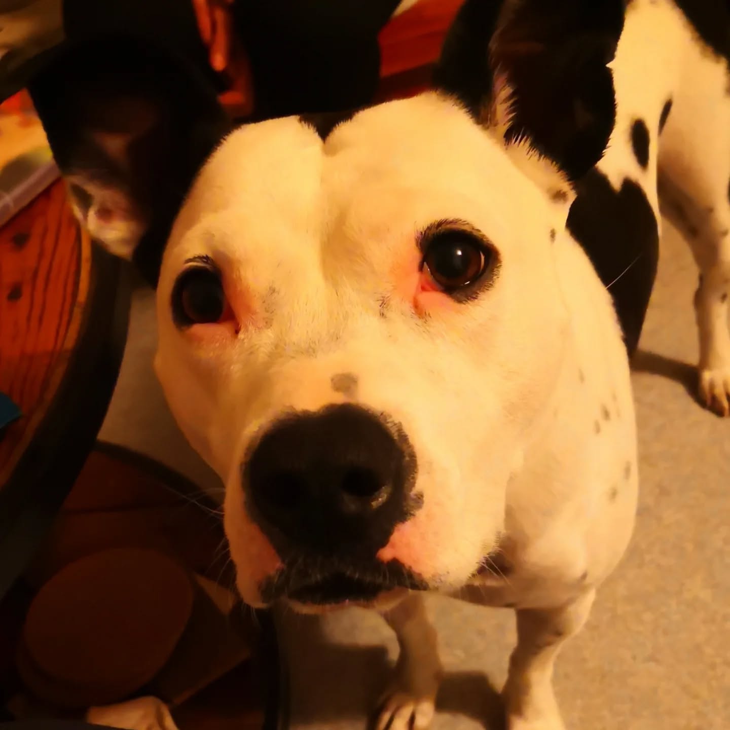 Brook, Staffie De 5 ans en bilan comportemental suite à l'apparition de peurs après un accident de voiture.