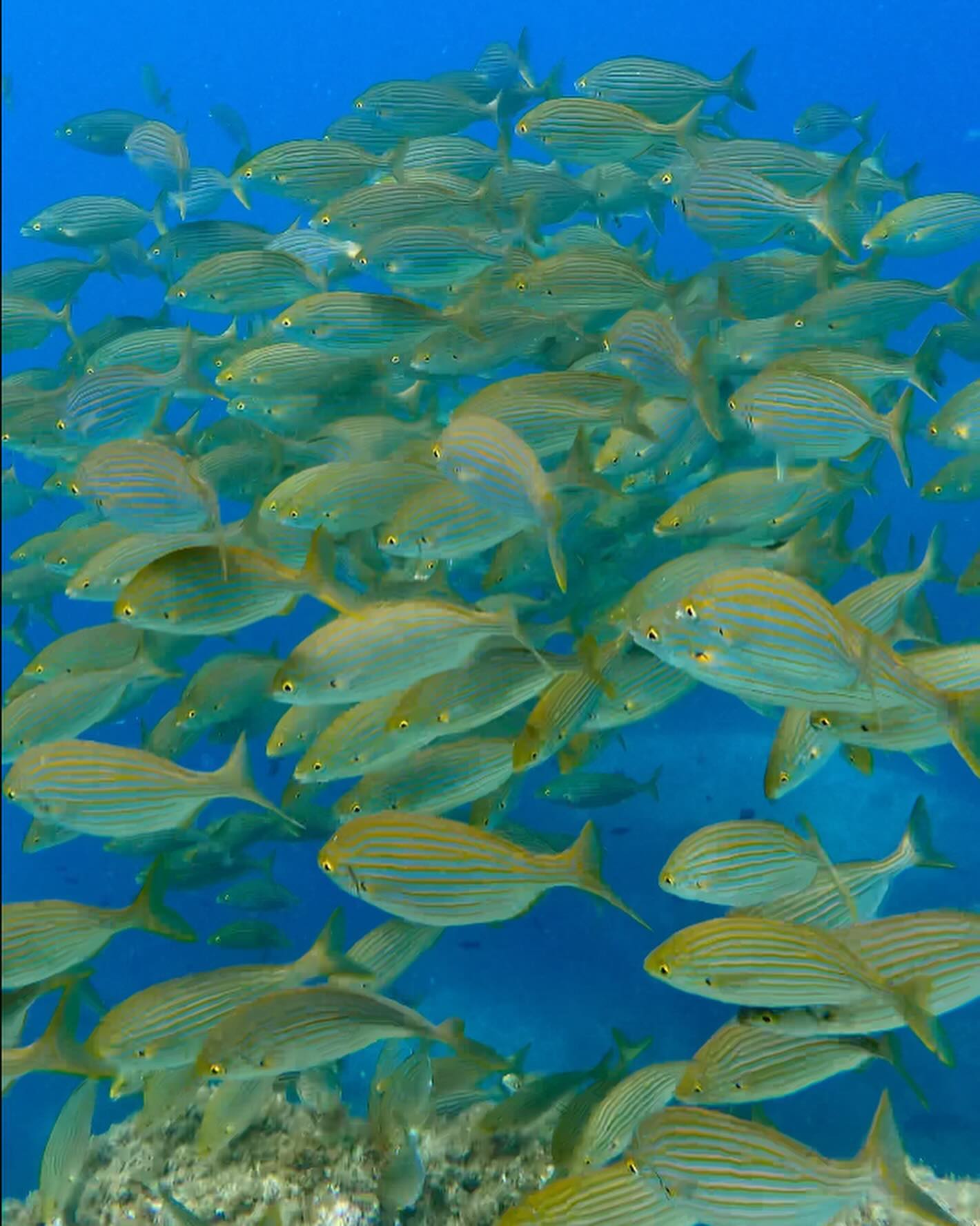 “Coneguem l’Albera marítima. Quina és la salut del nostre mar?” Taula rodona amb Ponç Feliu, Eduard Marquès, Irene Àlvarez de Quevedo i Jordi Rodó. Colera, 8 d’agost de 2024. Organitzat per l’Associació platges netes Albera marítima Colera-Portbou.