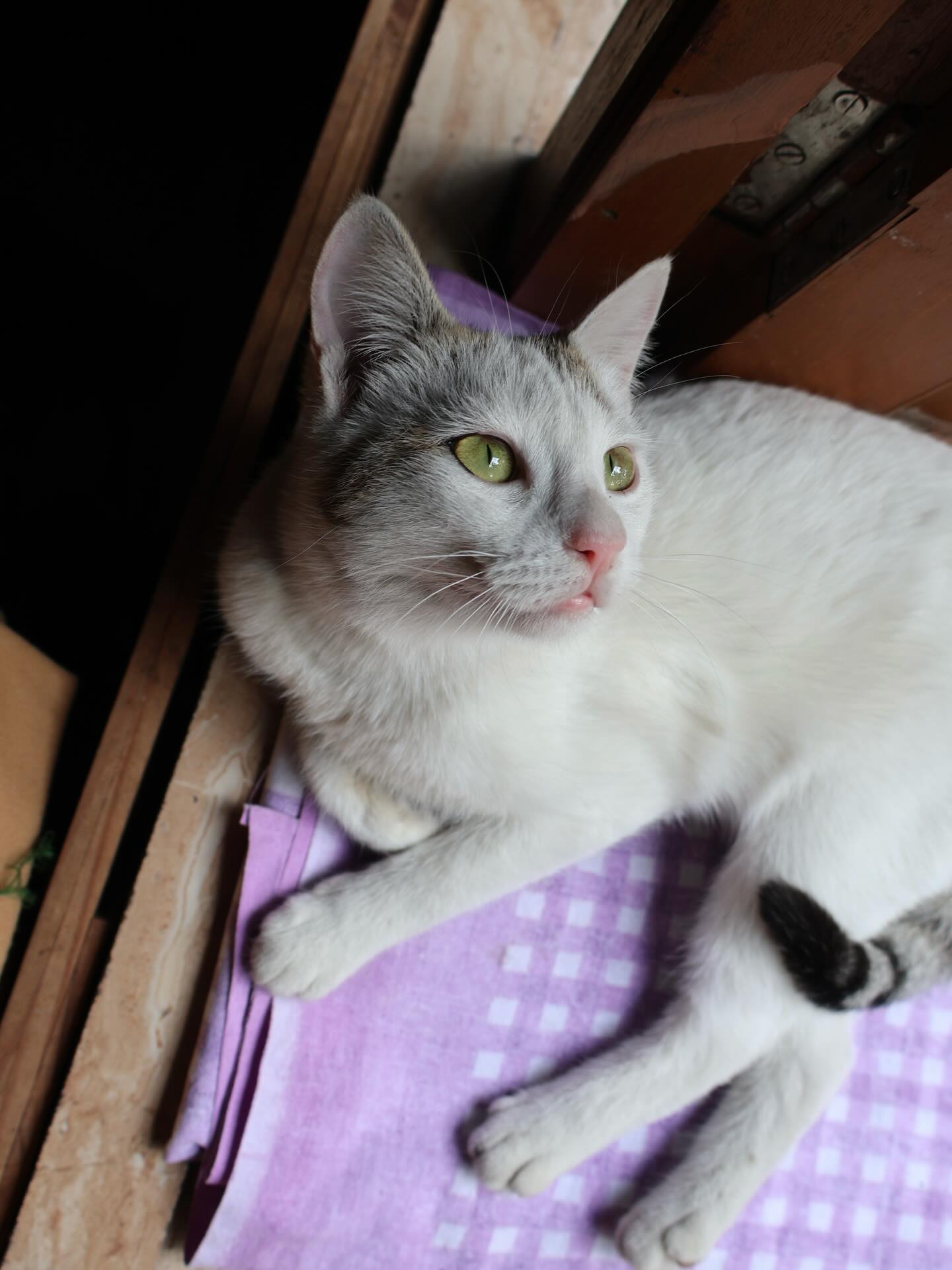 We wanted to take a moment to share more of our cats and kittens here at Golden Wings. We have 20 rescue strays at our location in Kolkata, India. Besides ensuring that no child is left behind, we also ensure that no cat is left behind.
Pictured from left to right: Antenna, Ninni, Antenna and Ninni, Dooshtu, Snowy, Luna and Roshoon, Idor, Lalu, Caterpillar, Peanut and Ninni x2, Antenna, Kali, Idor, Burfi, Ninni, Mew, Lalu, Kali with Ninni, Smoky and Ghost.
#cats #goldenwings #rescuecats #nonprofit #kolkata
{India, cat rescue, cats, kittens, fyp, Durganagar, India}