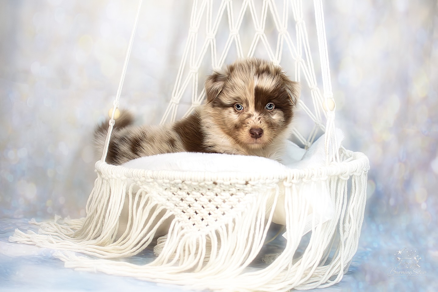 ✨ BurningStar’s Written in Noble Mystery ✨
Ein Traum in red merle white 🥰🥰
Charakterlich bislang ein absoluter Schatz 🥰
Ok, verfressen wie Oskar 🤣🤣 ist er - aber das scheint ein wenig genetisch bedingt zu sein 🤪
Für diesen Traumburschen suche ich noch einen passenden Rufnamen, wobei ich Liwanu schon sehr ansprechend fände.
👉🏻 schreibt mir doch gerne mal eure Namensideen 🥰
Desweiteren sind wir für den Süßen auf der Suche nach einer Platzierungs / Pflegestelle.
Wenn du im Umkreis von ca 100km rund um 97957 wohnst und dich das Konzept Pflegestelle interessiert, oder du an dem Schatz interesse hast, melde dich gerne bei uns für weitere Infos und/ oder deine Fragen 🙂
#aussiewelpe #aussie #redmerlewhite #platzierungsstelle #aussiezucht